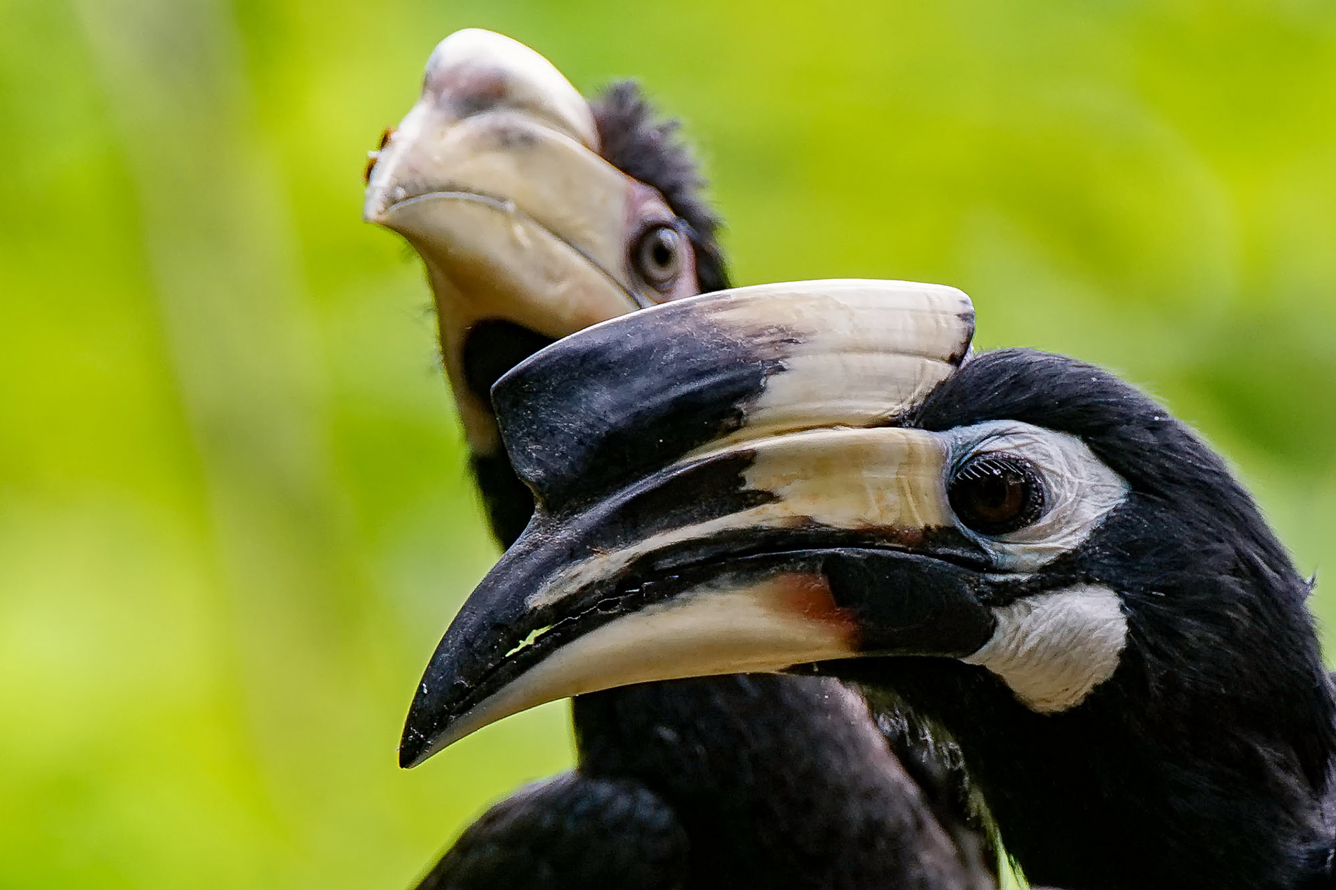 "Nördlicher" Orienthornvogel