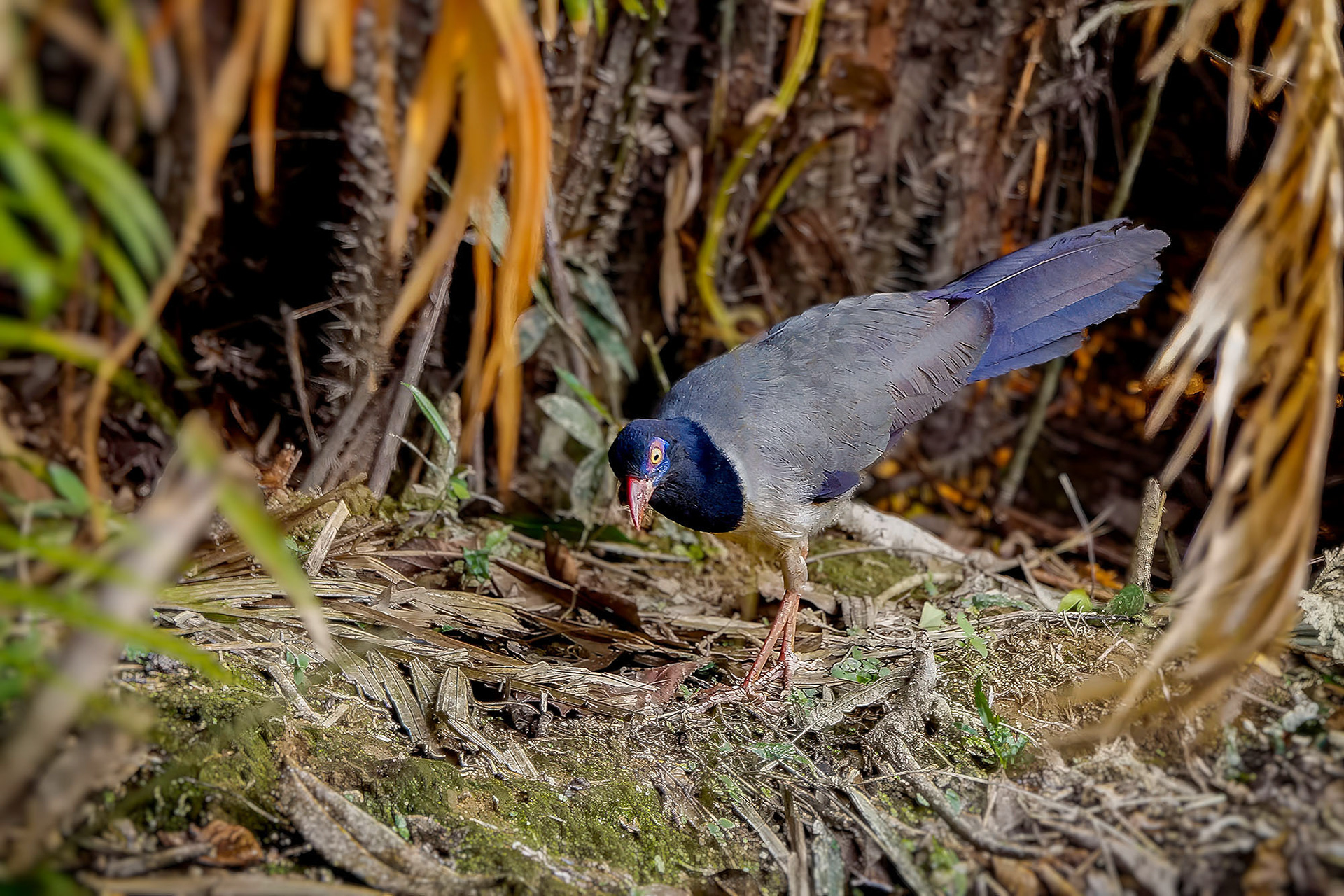 Korallenschnabelkuckuck