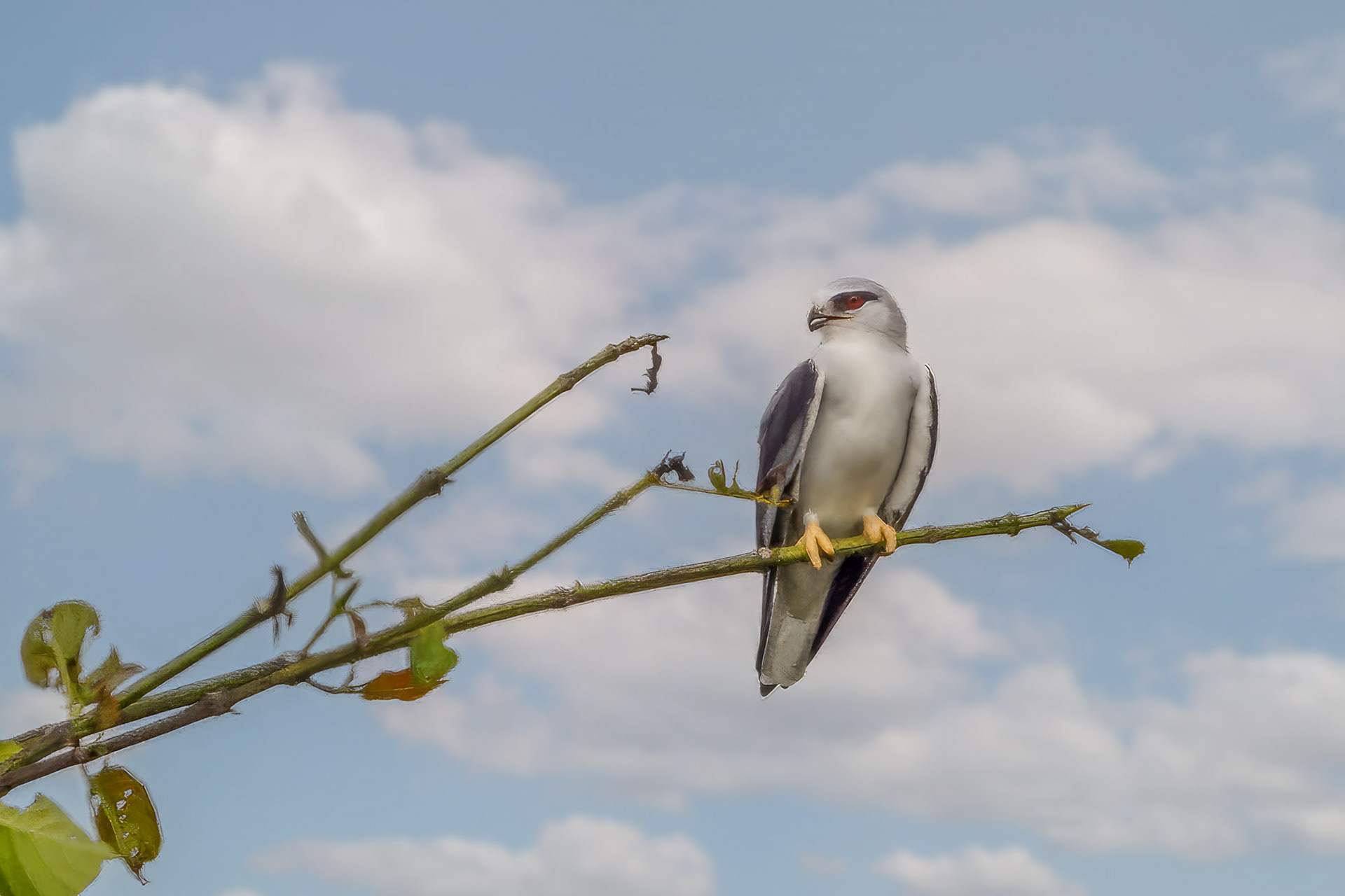 Gleitaar / Black-winged Kite