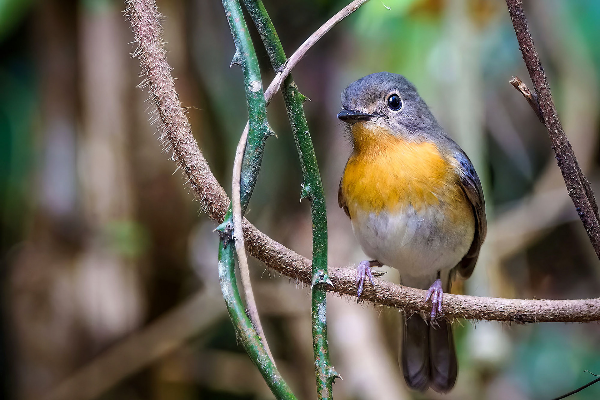 Tickellblauschnäpper (F) / Tickell's Blue-flycatcher