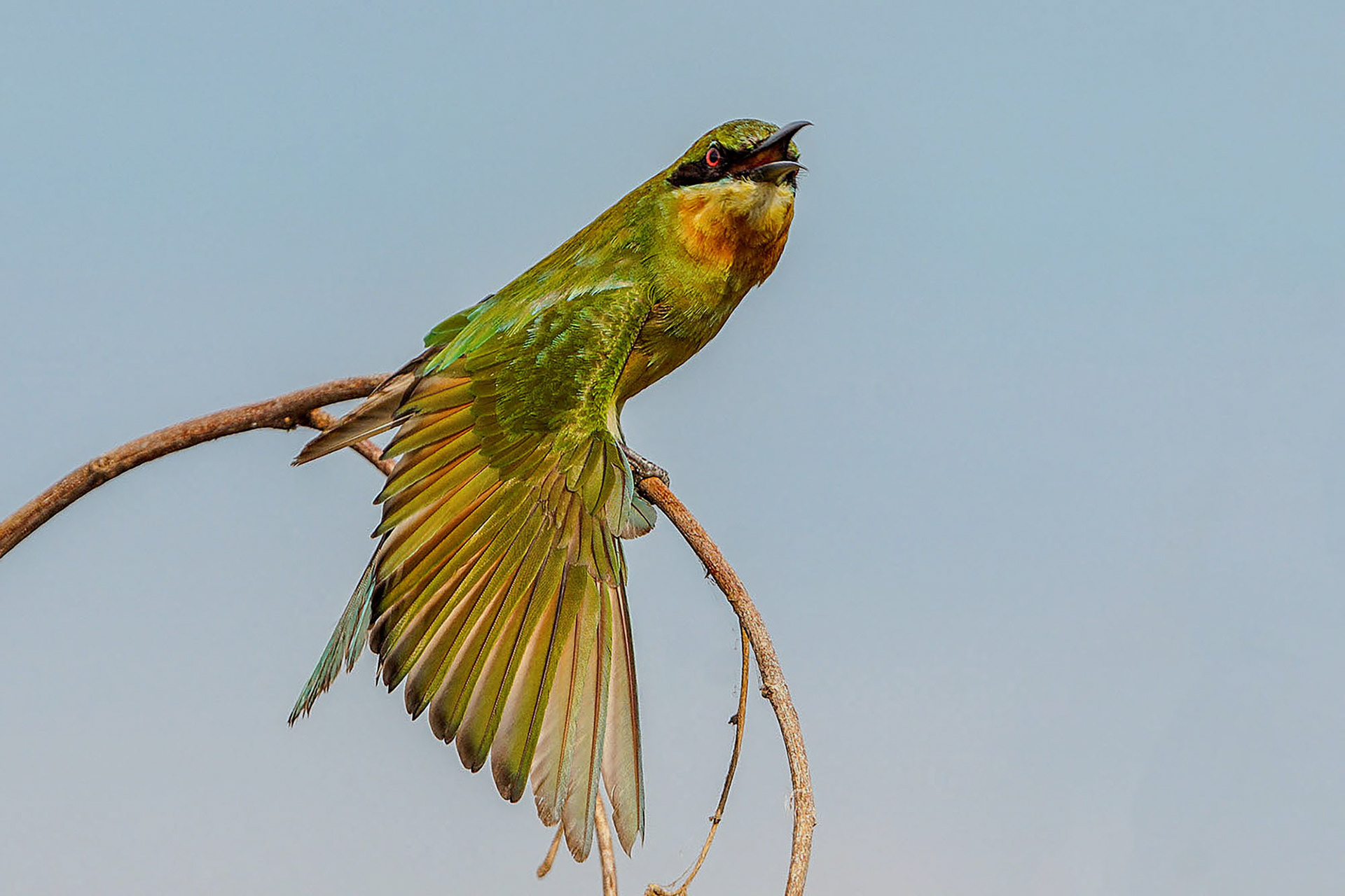immature