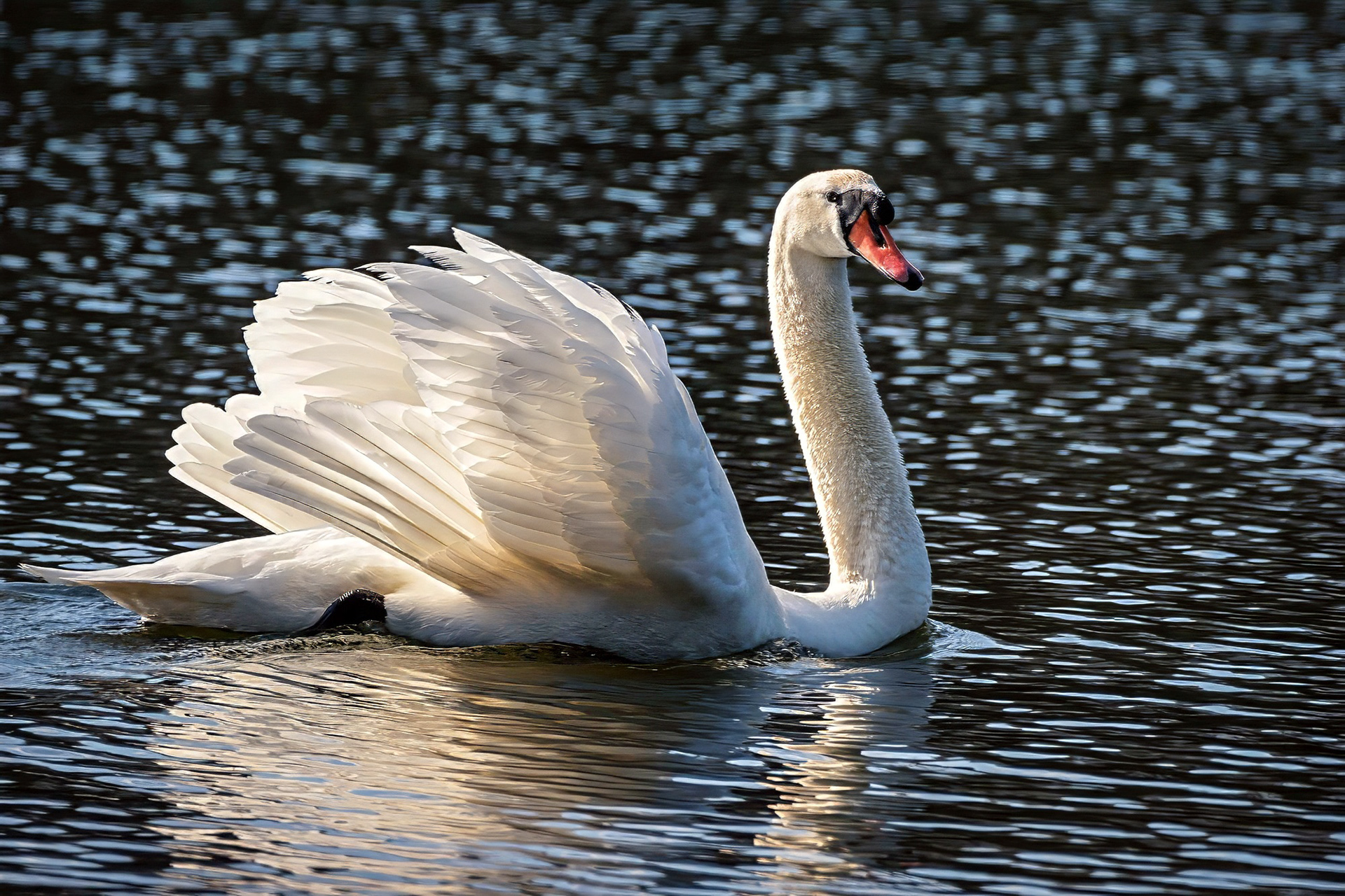 Höckerschwan