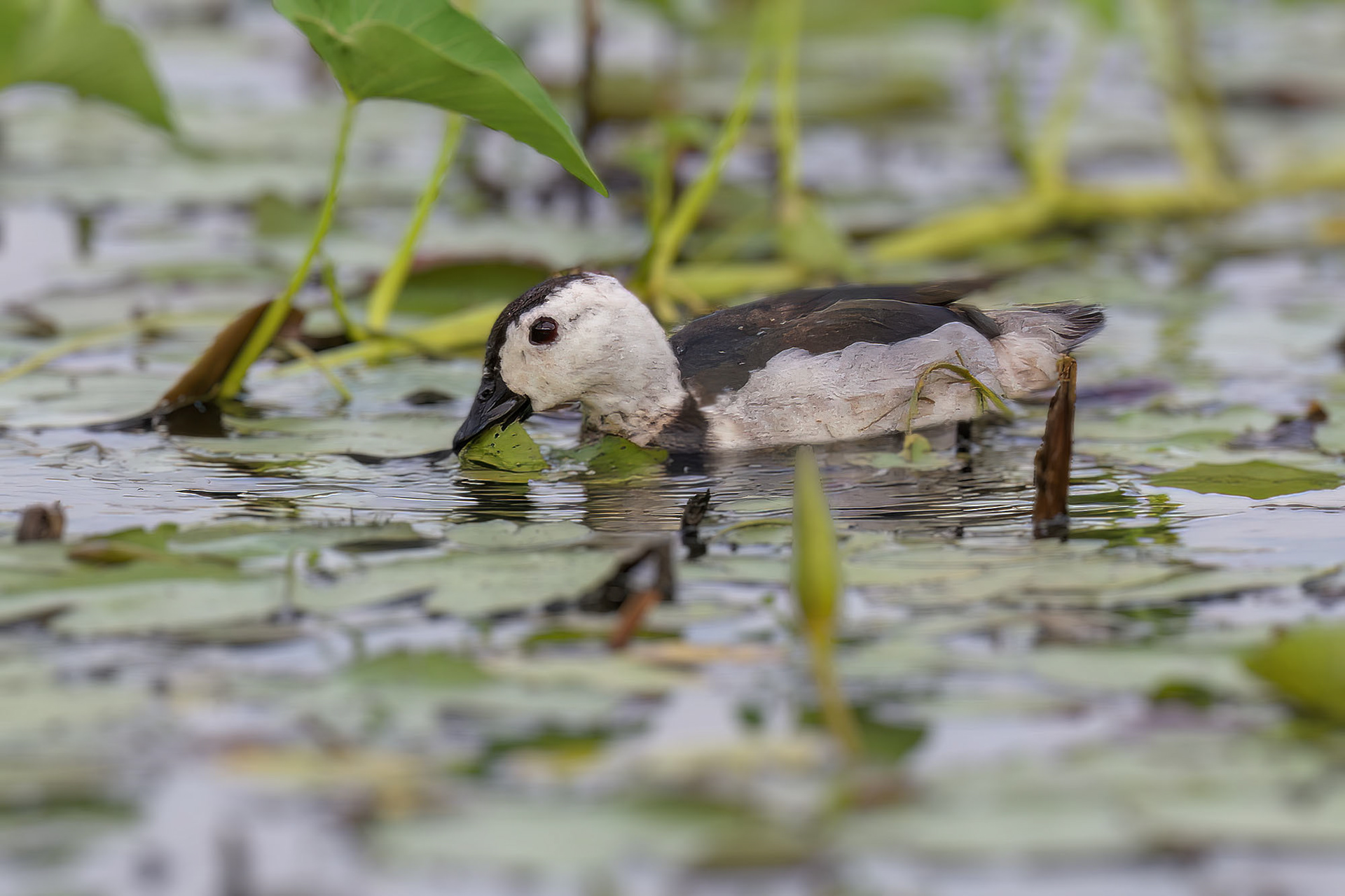 Koromandelzwergente (male) / cotton pygmy goose