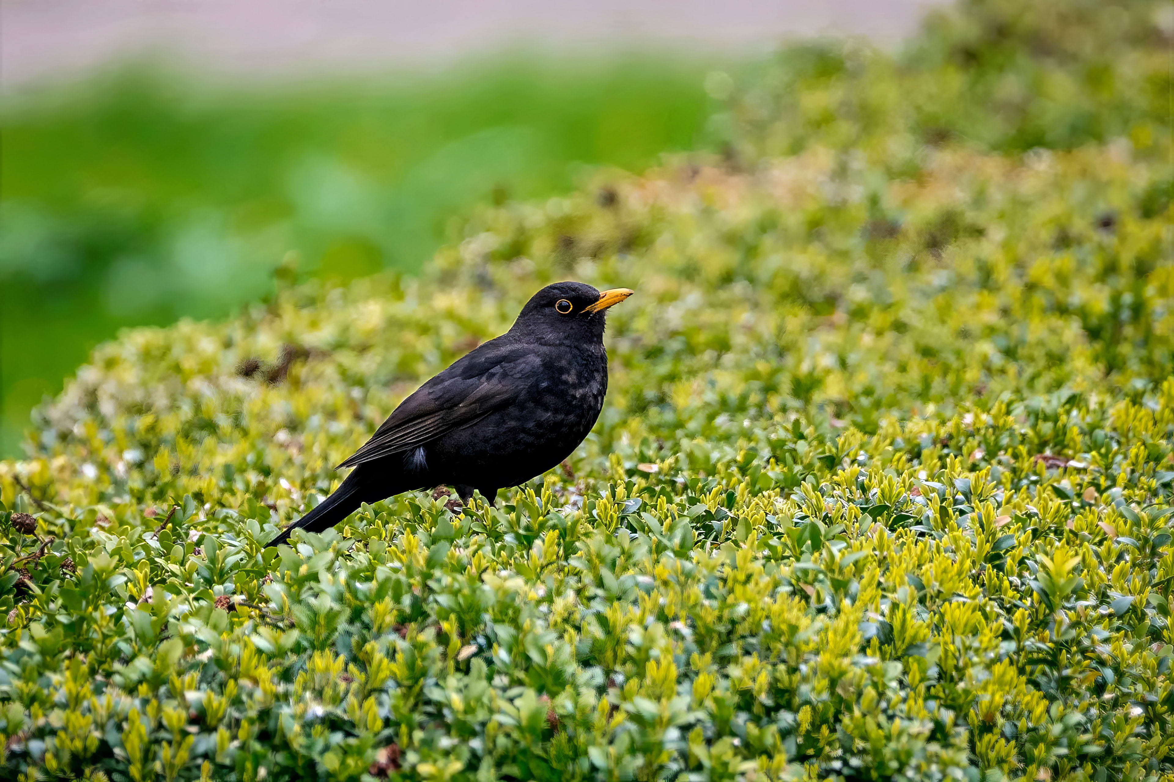 Amsel (M)