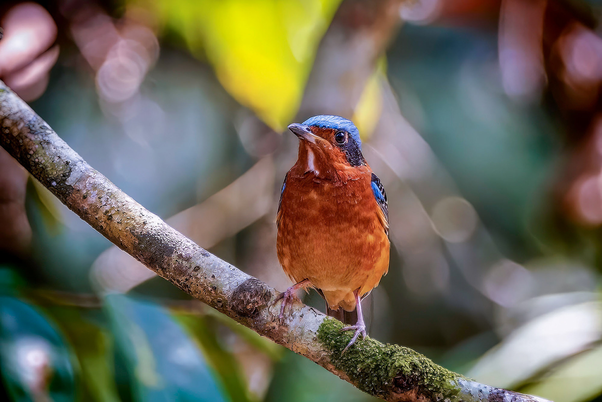Amurrötel (M) / White-throated Rock-thrush