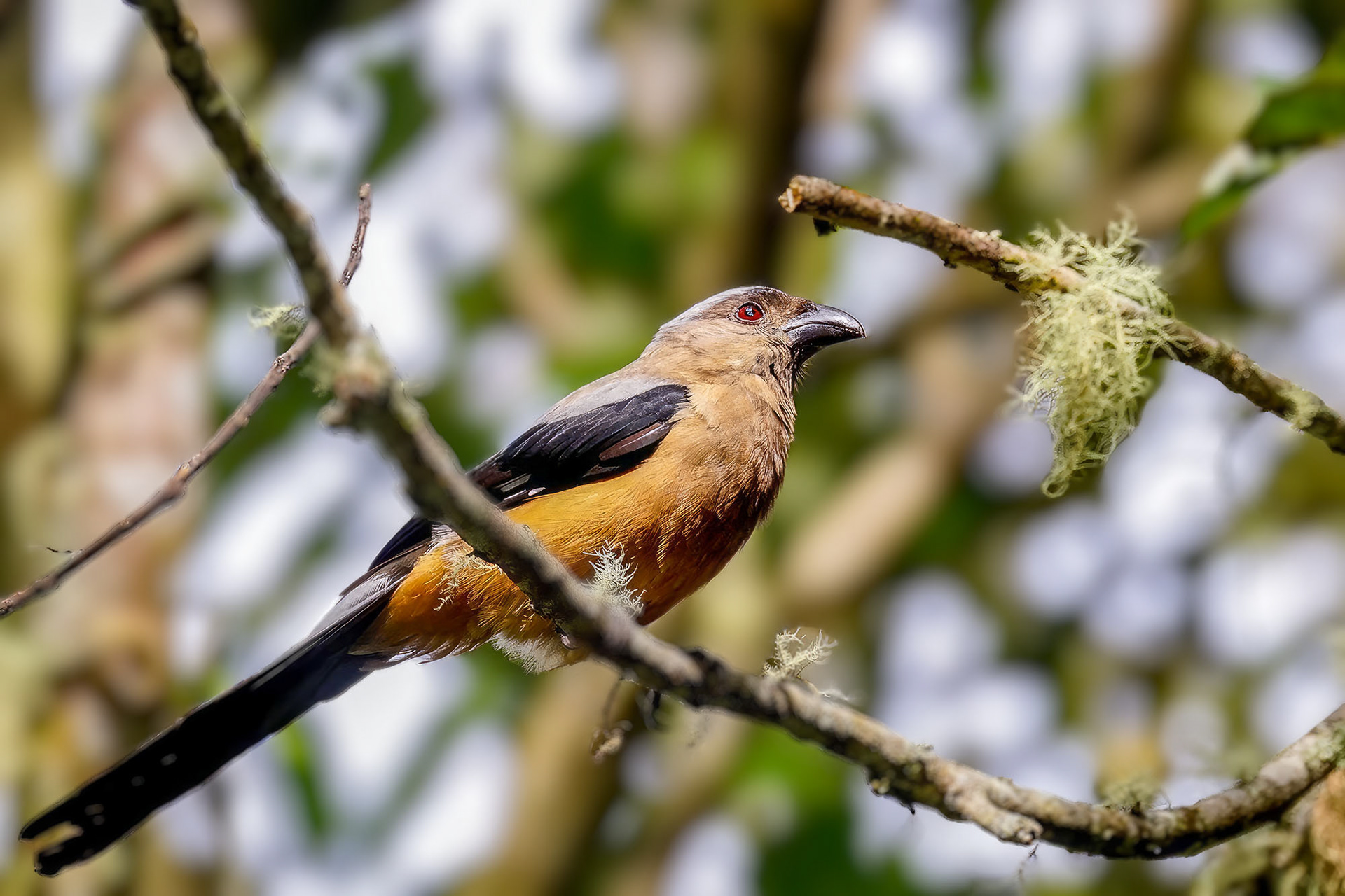 Borneobaumelster / Bornean Treepie