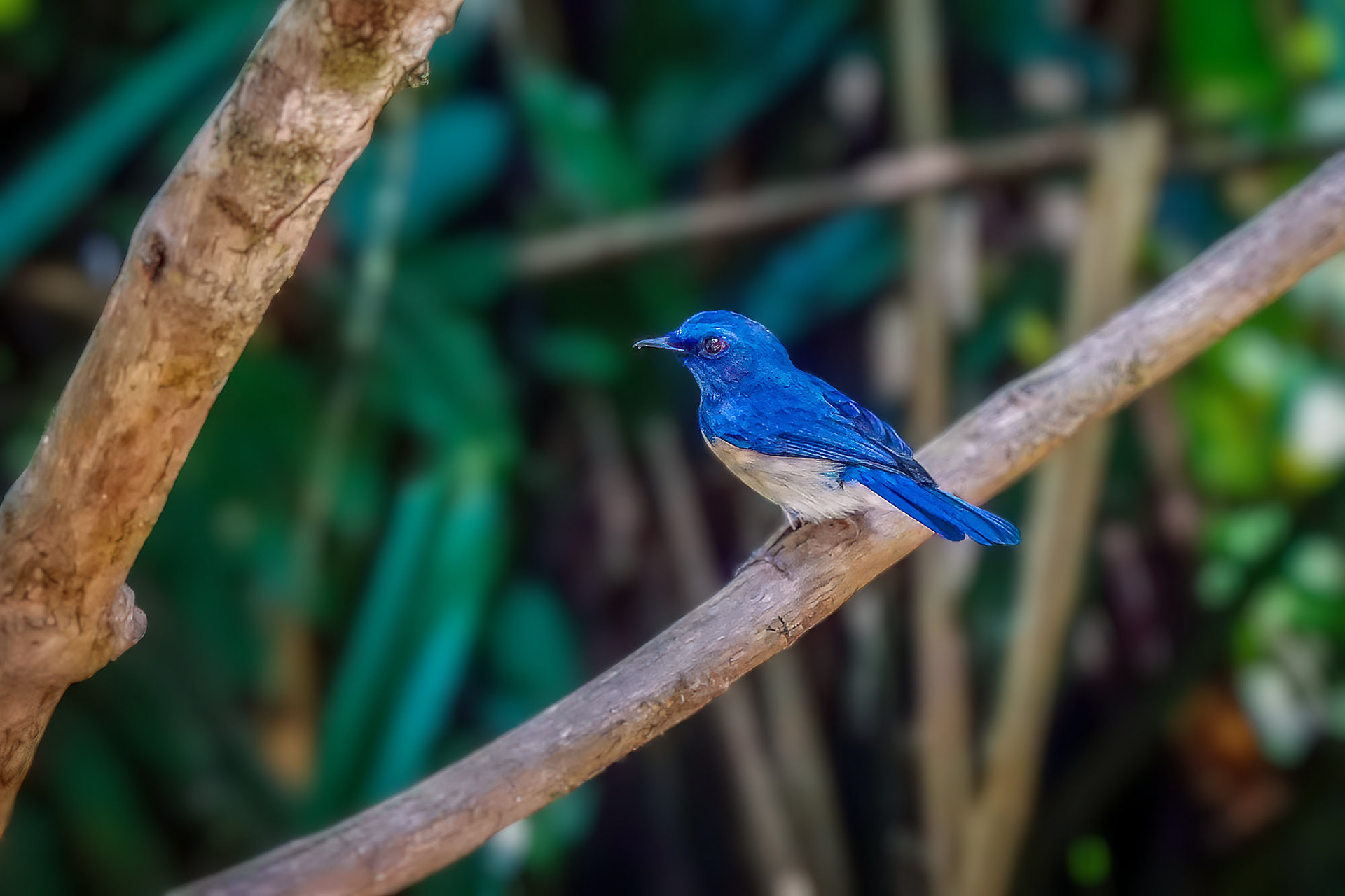 Malaienblauschnäpper (M) / Malaysian Blue-flycatcher