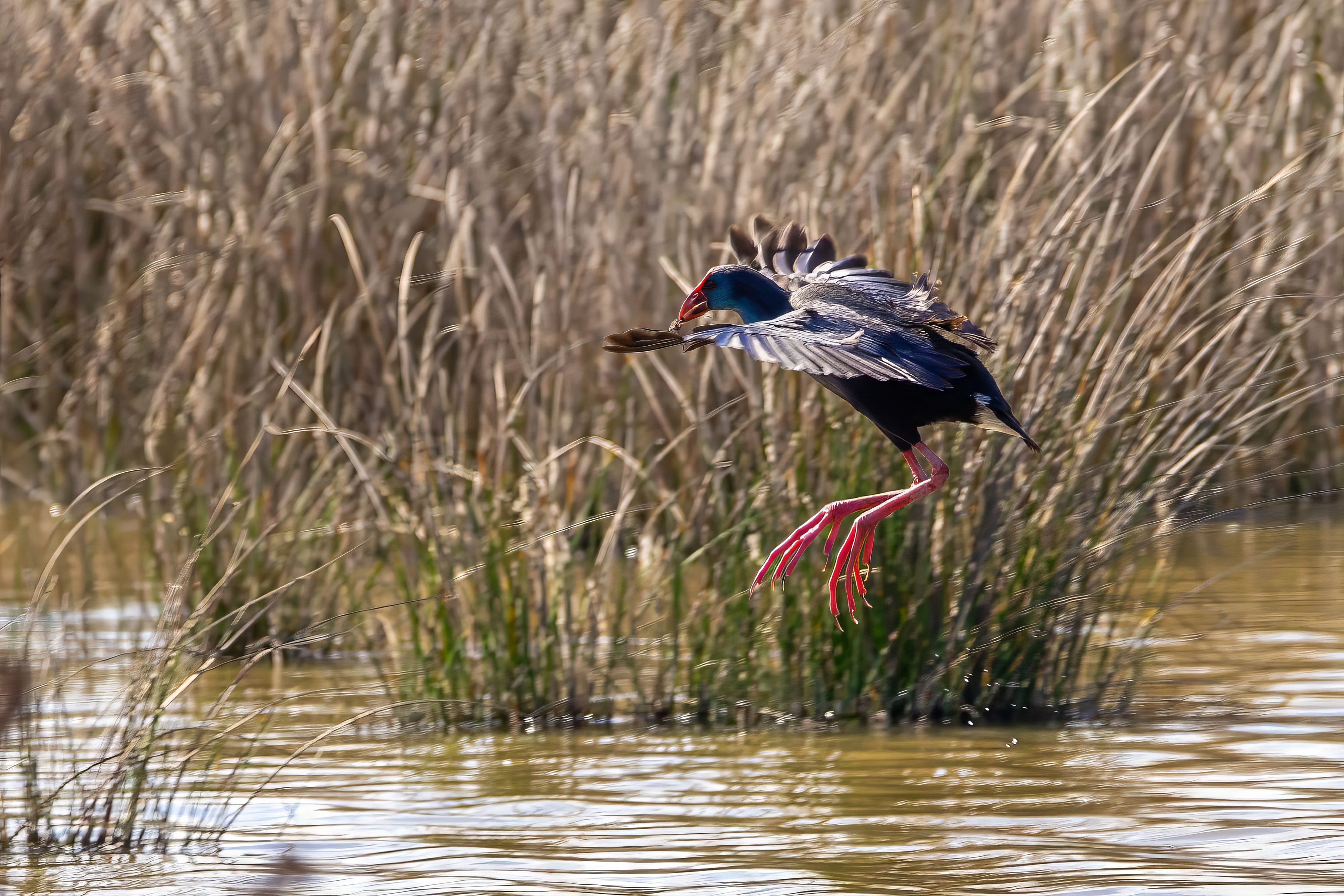 Purpurhuhn