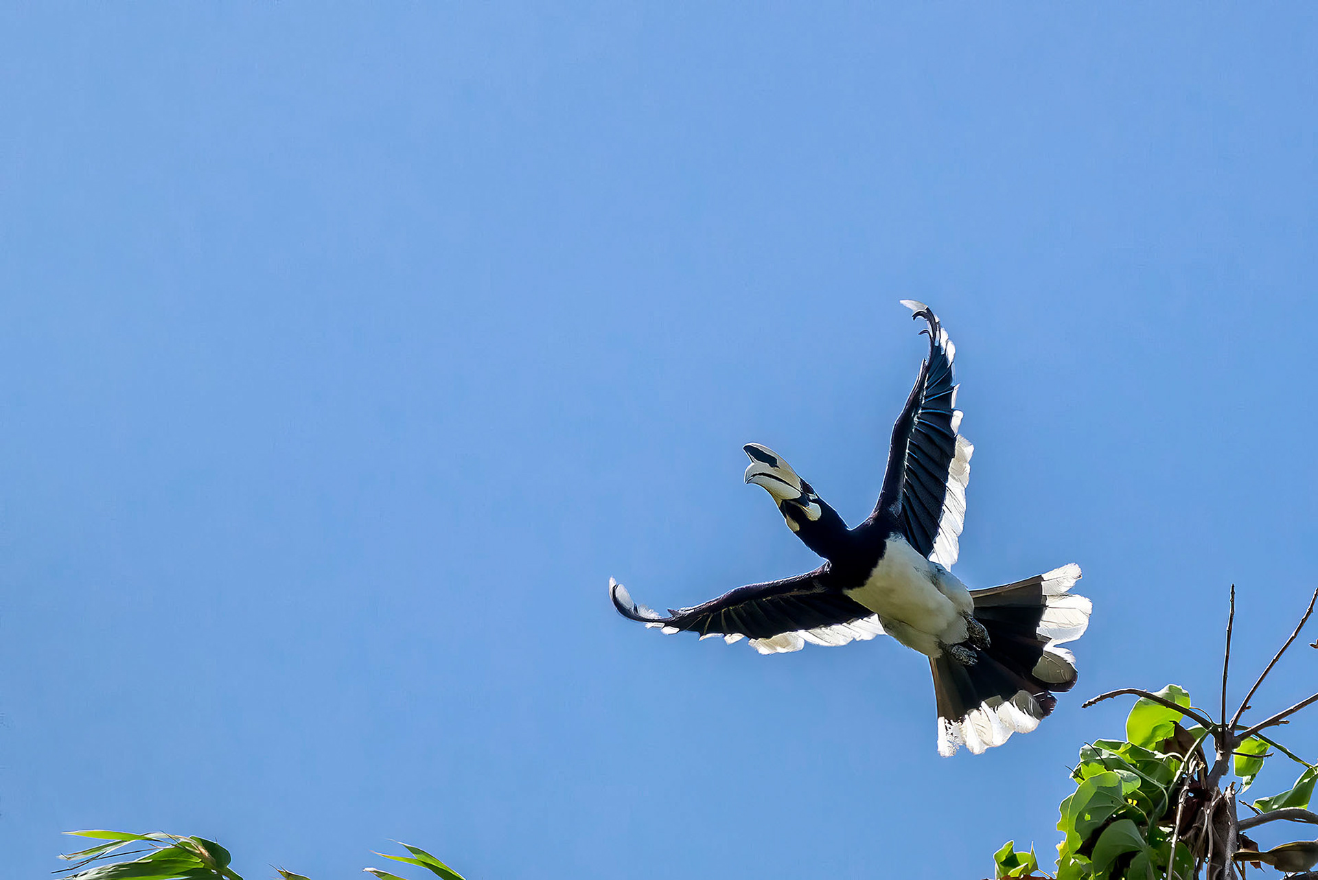 "Nördlicher" Orienthornvogel