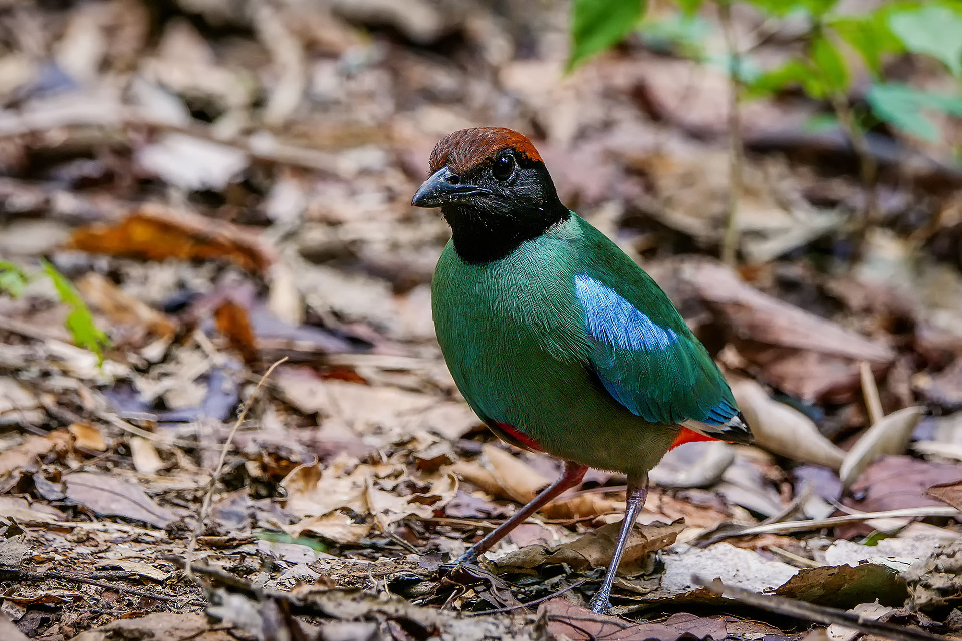 pitta sordida