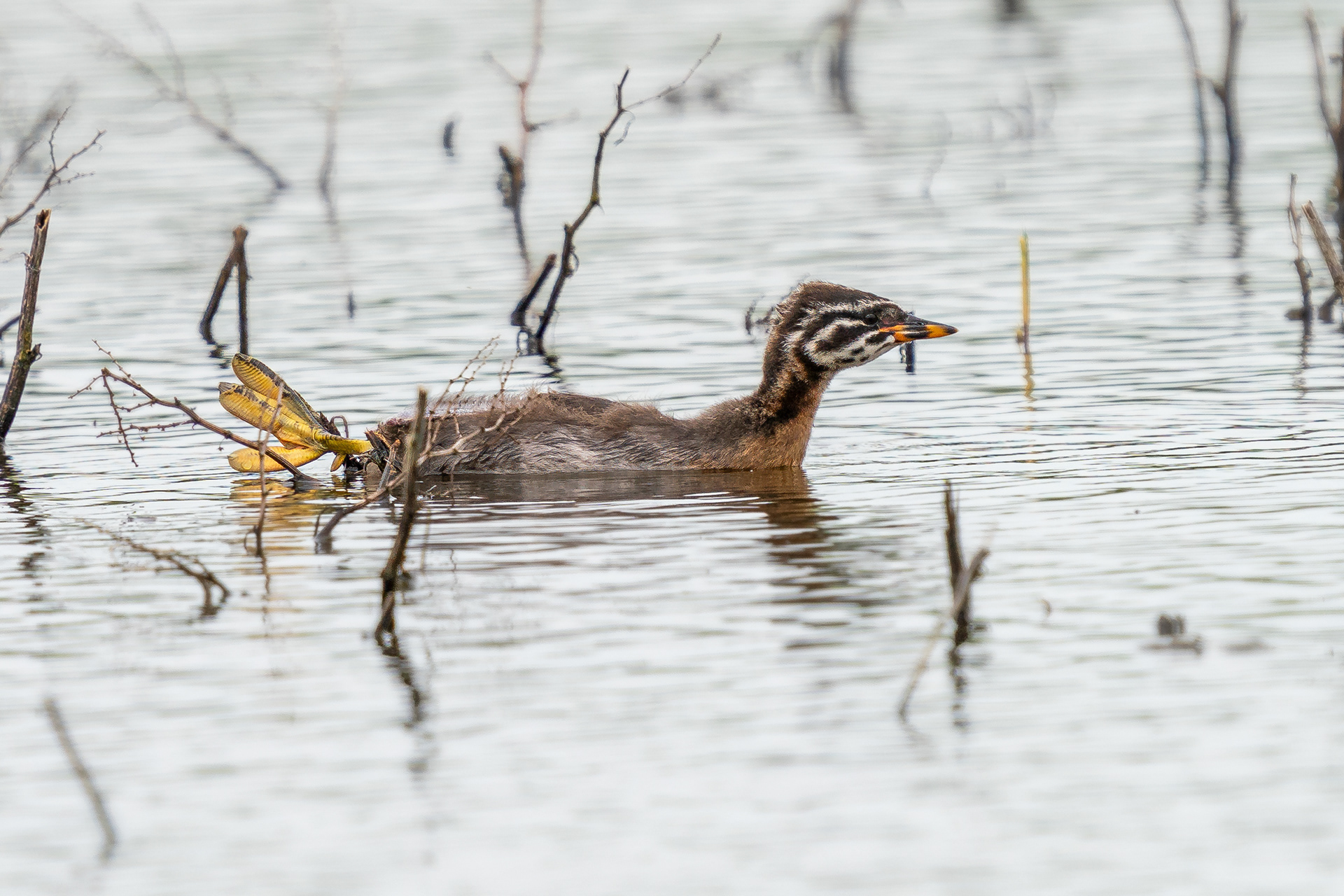 juvenile