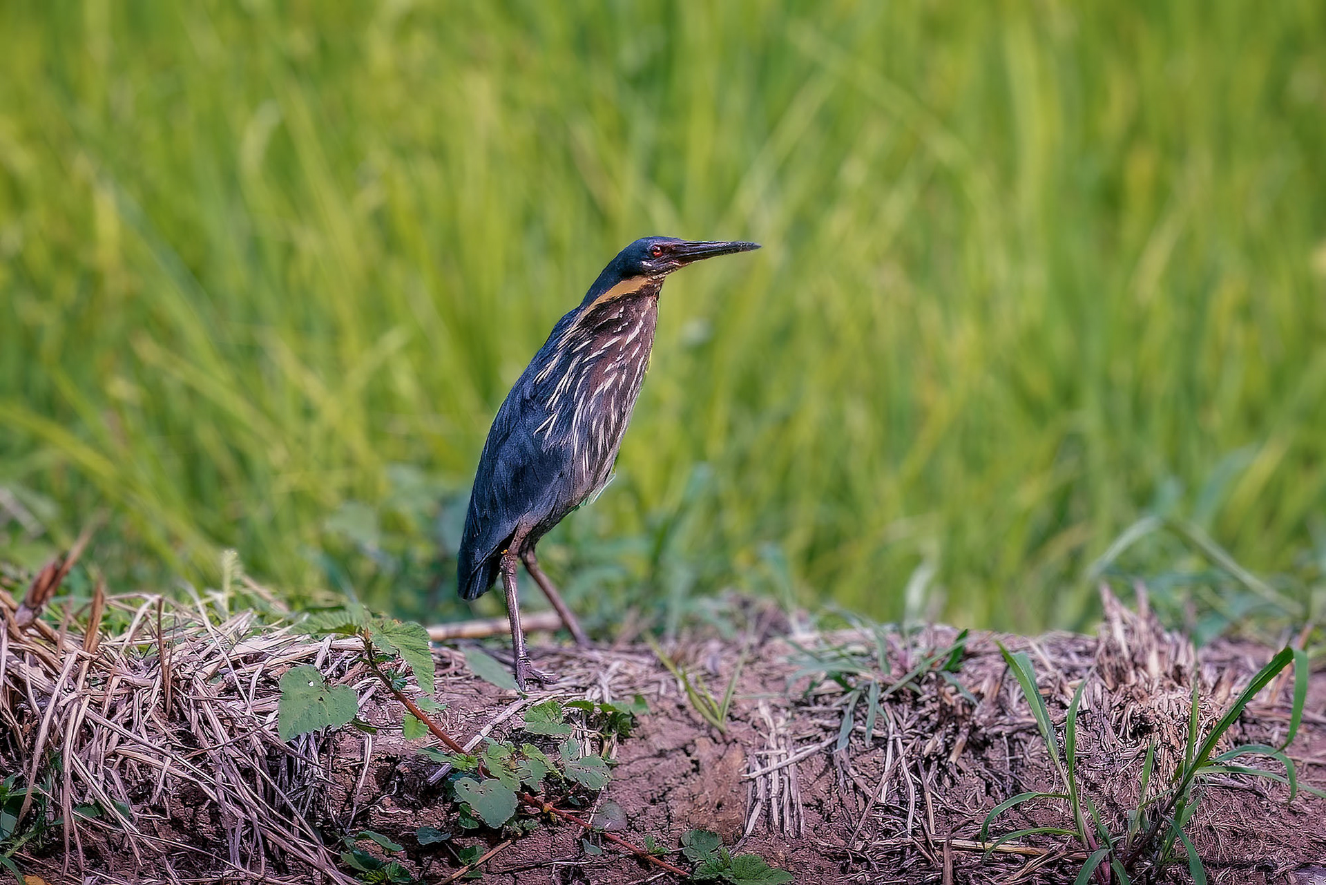 Schwarzdommel (male) / black bittern