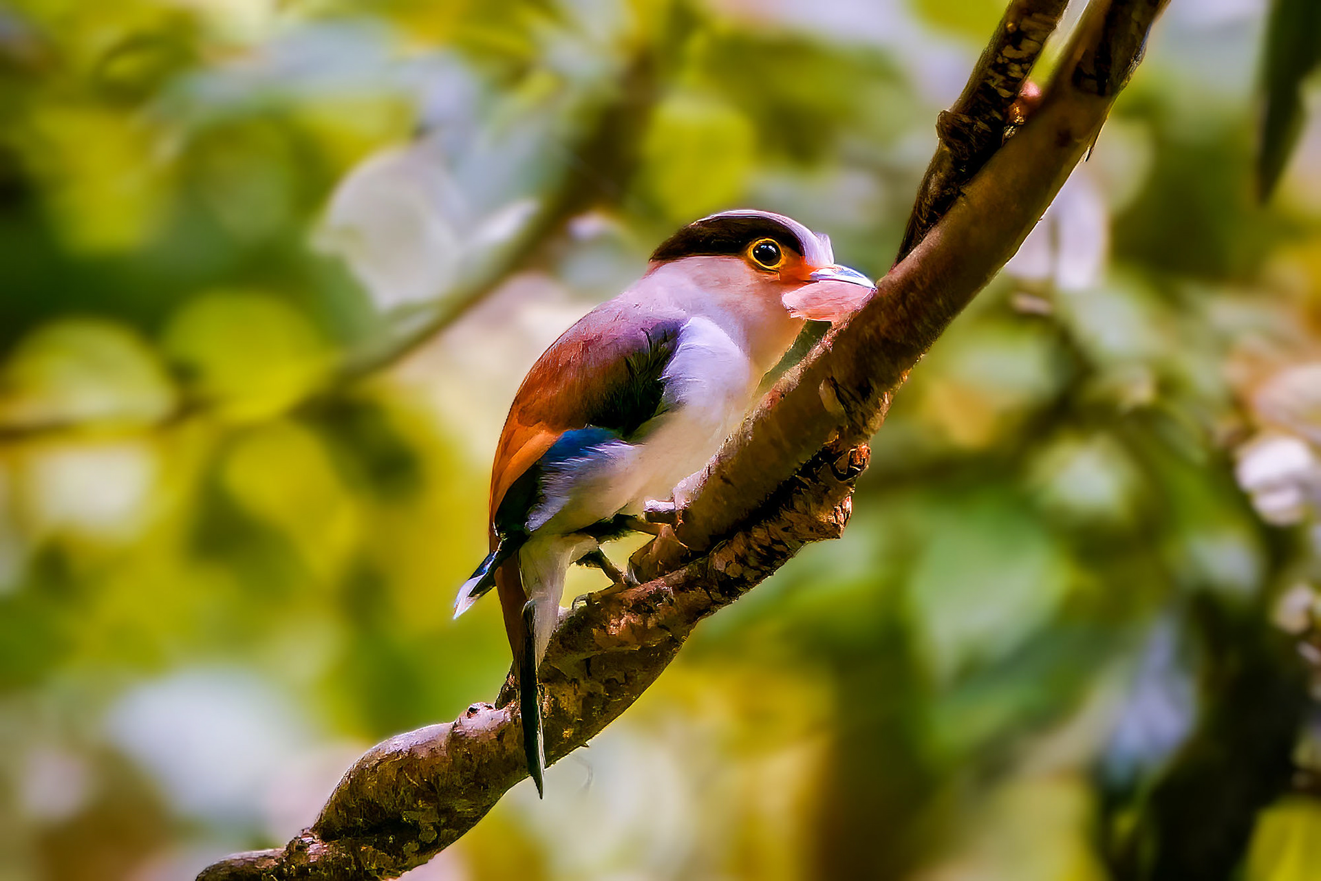 male