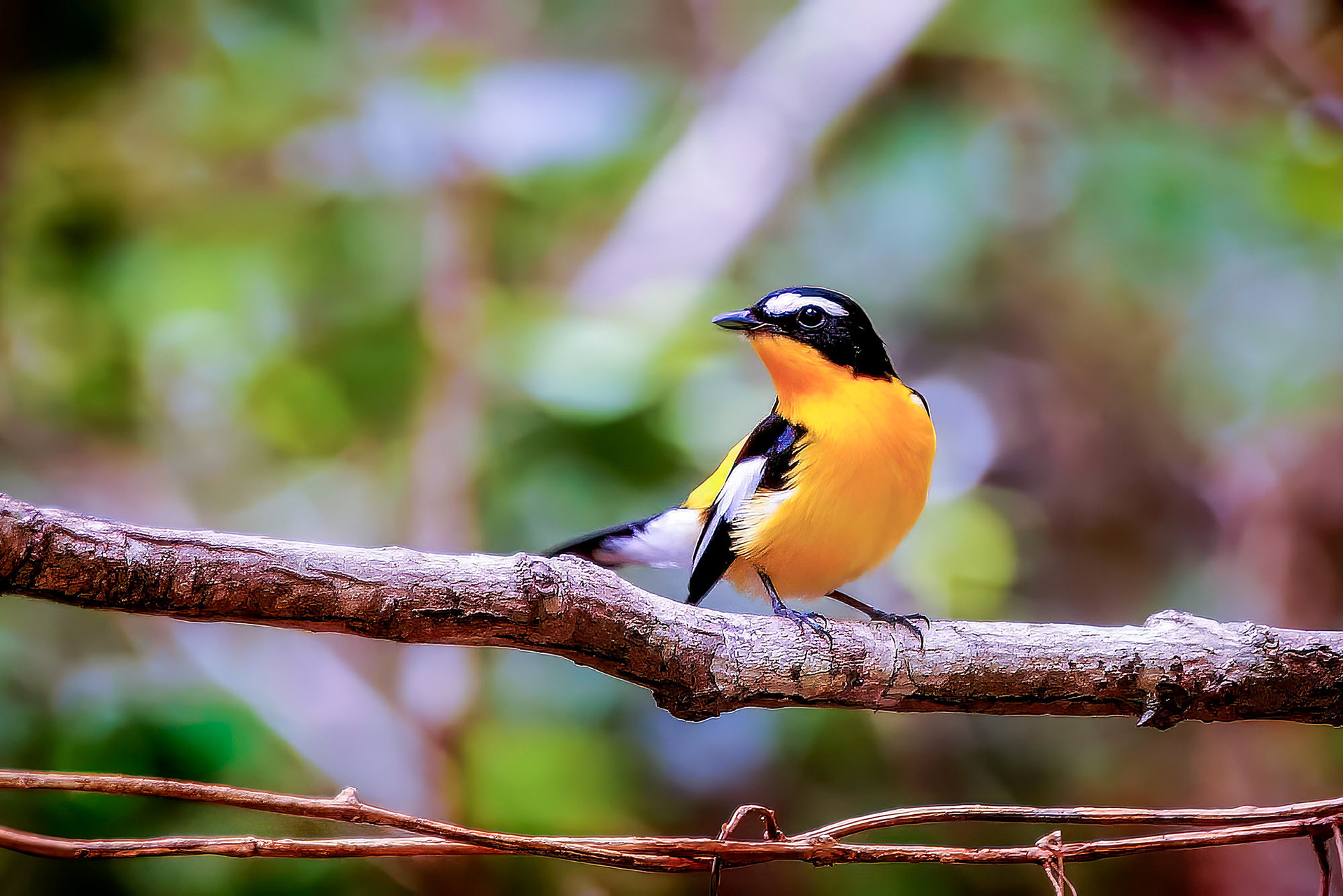Goldschnäpper (M) / Yellow-rumped Flycatcher