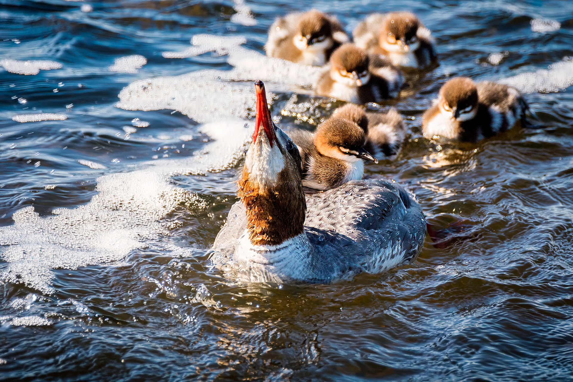 Gänsesäger, female mit Jungen