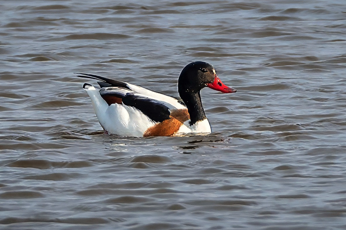 Brandgans, female