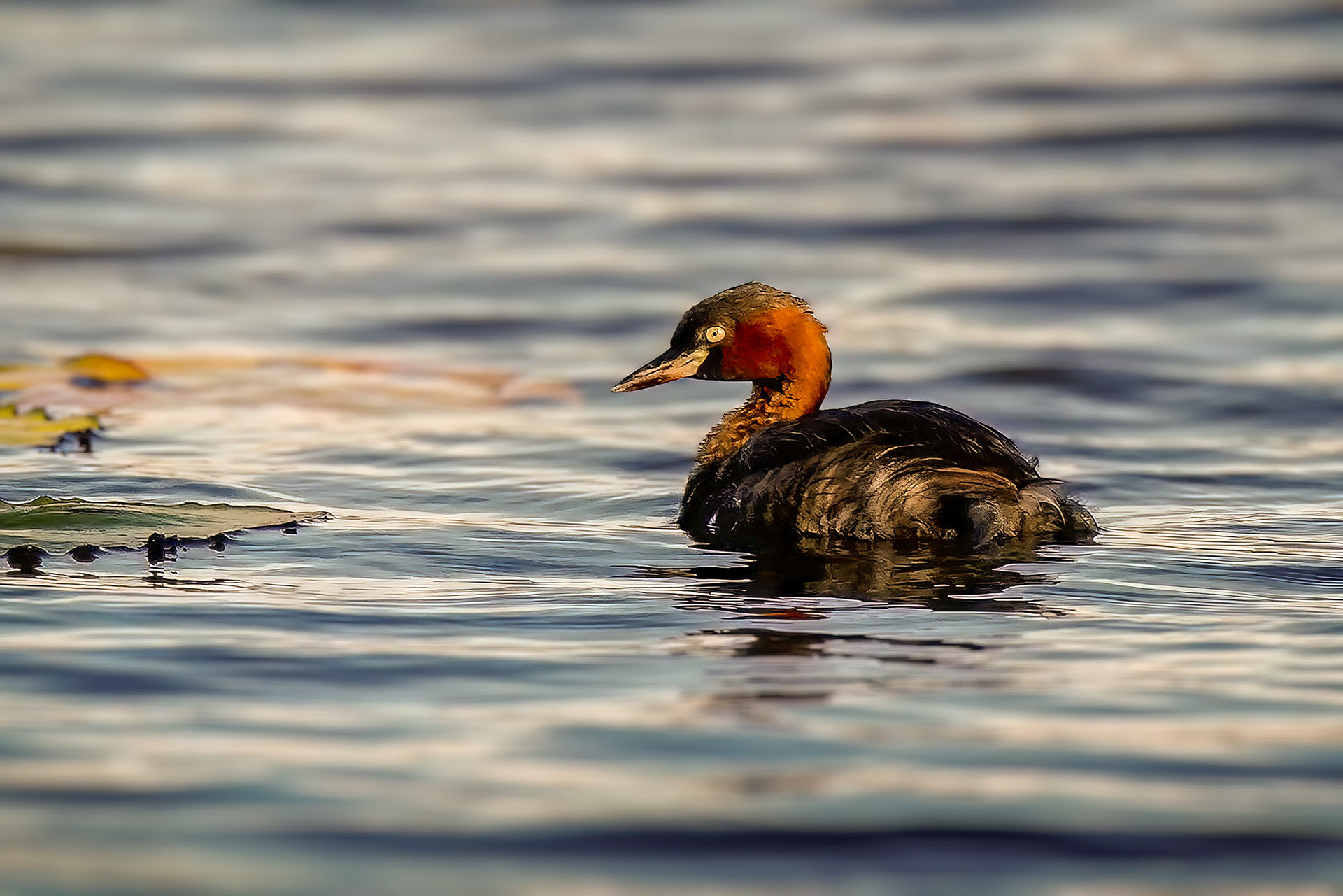 Zwergtaucher / little grebe