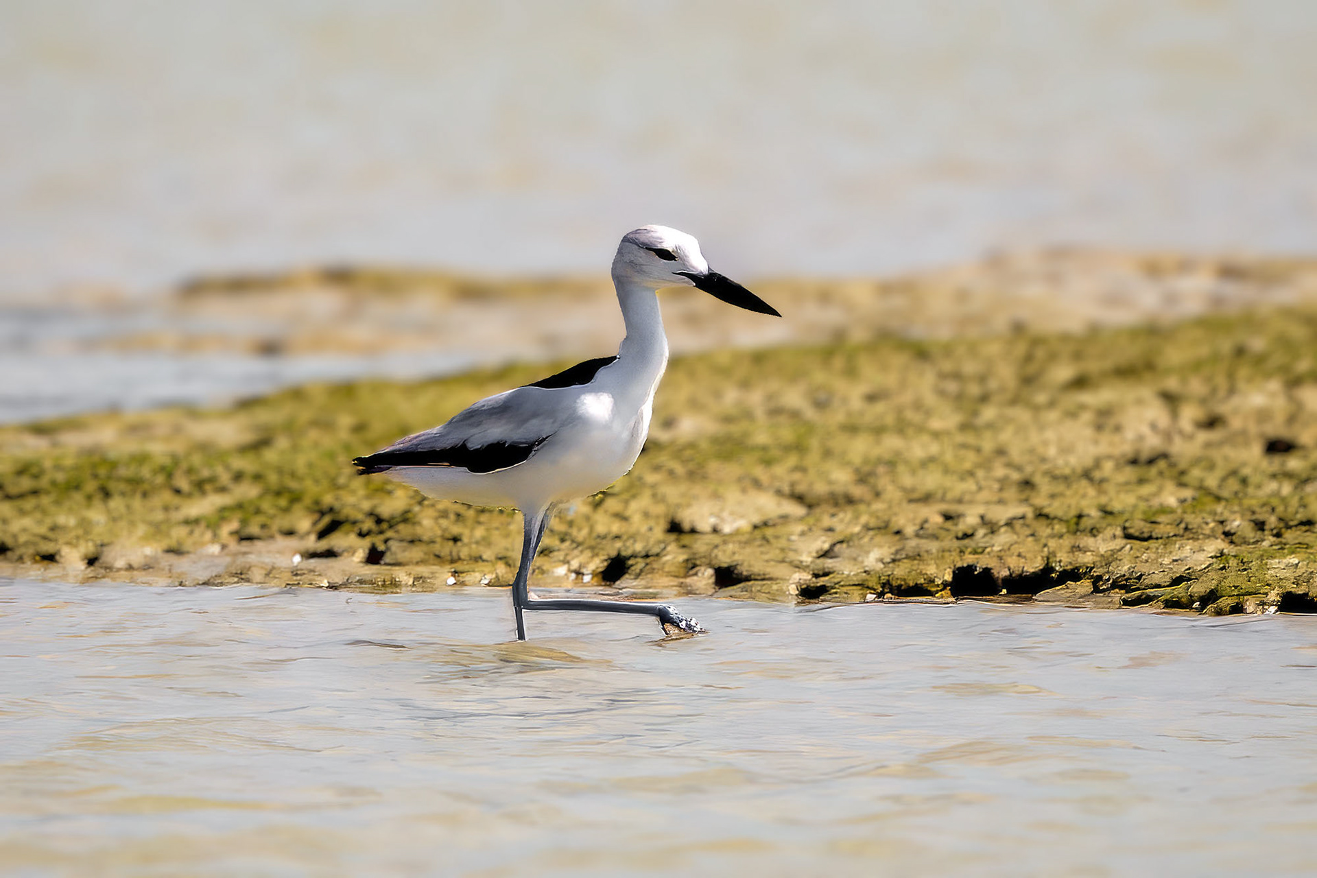 Reiherläufer / crab-plover