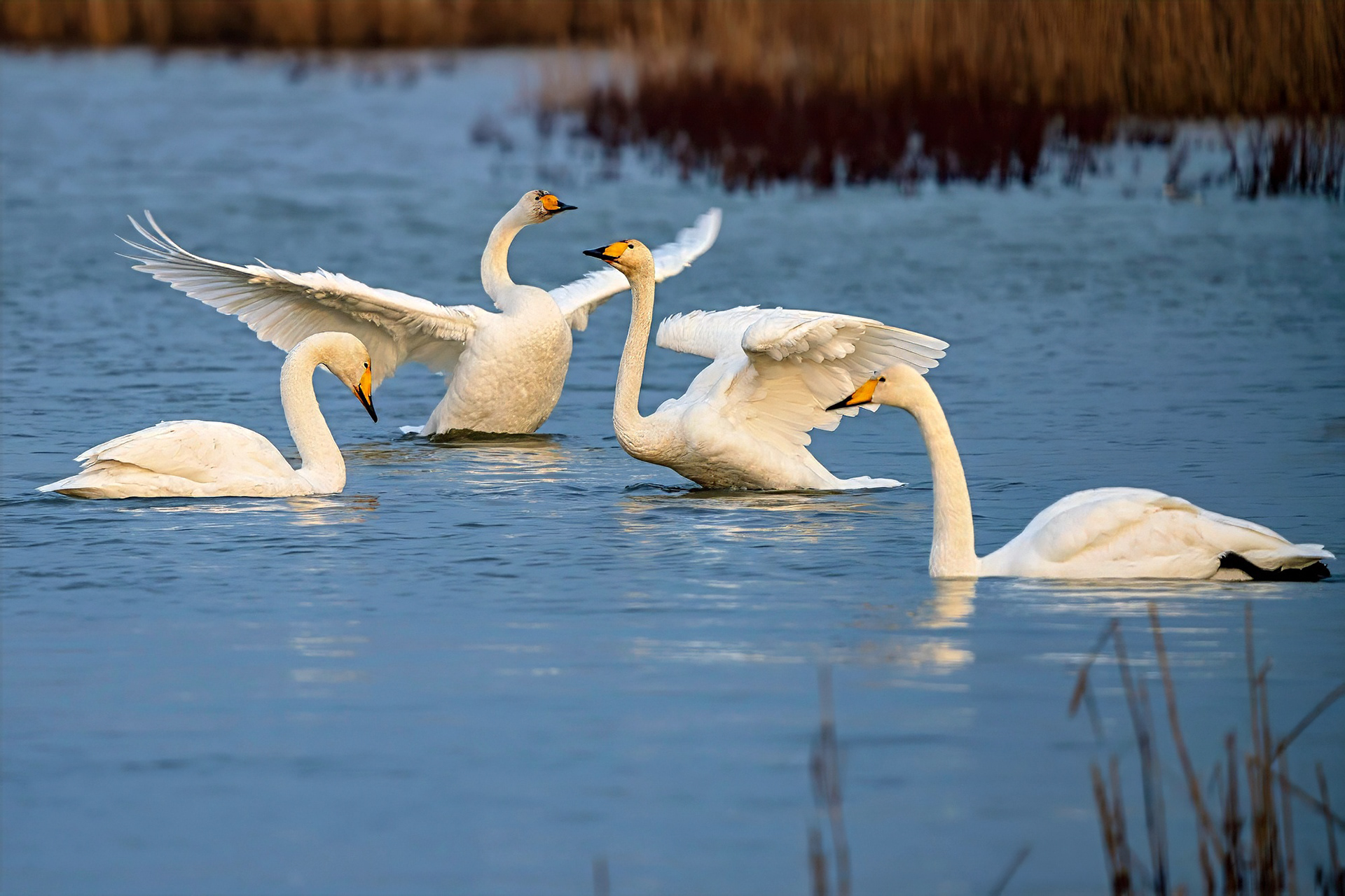 Singschwan