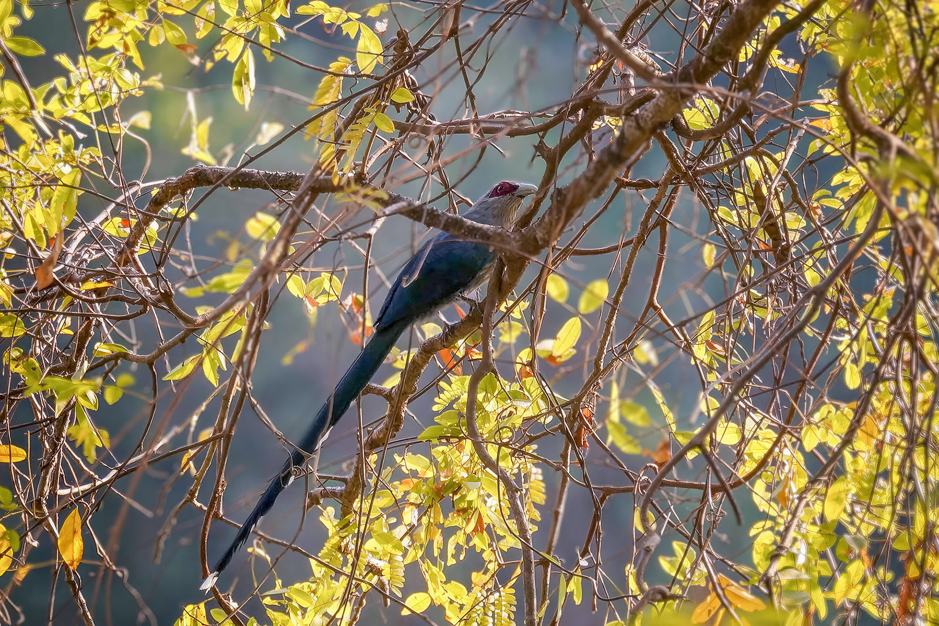 Grünschnabelkuckuck