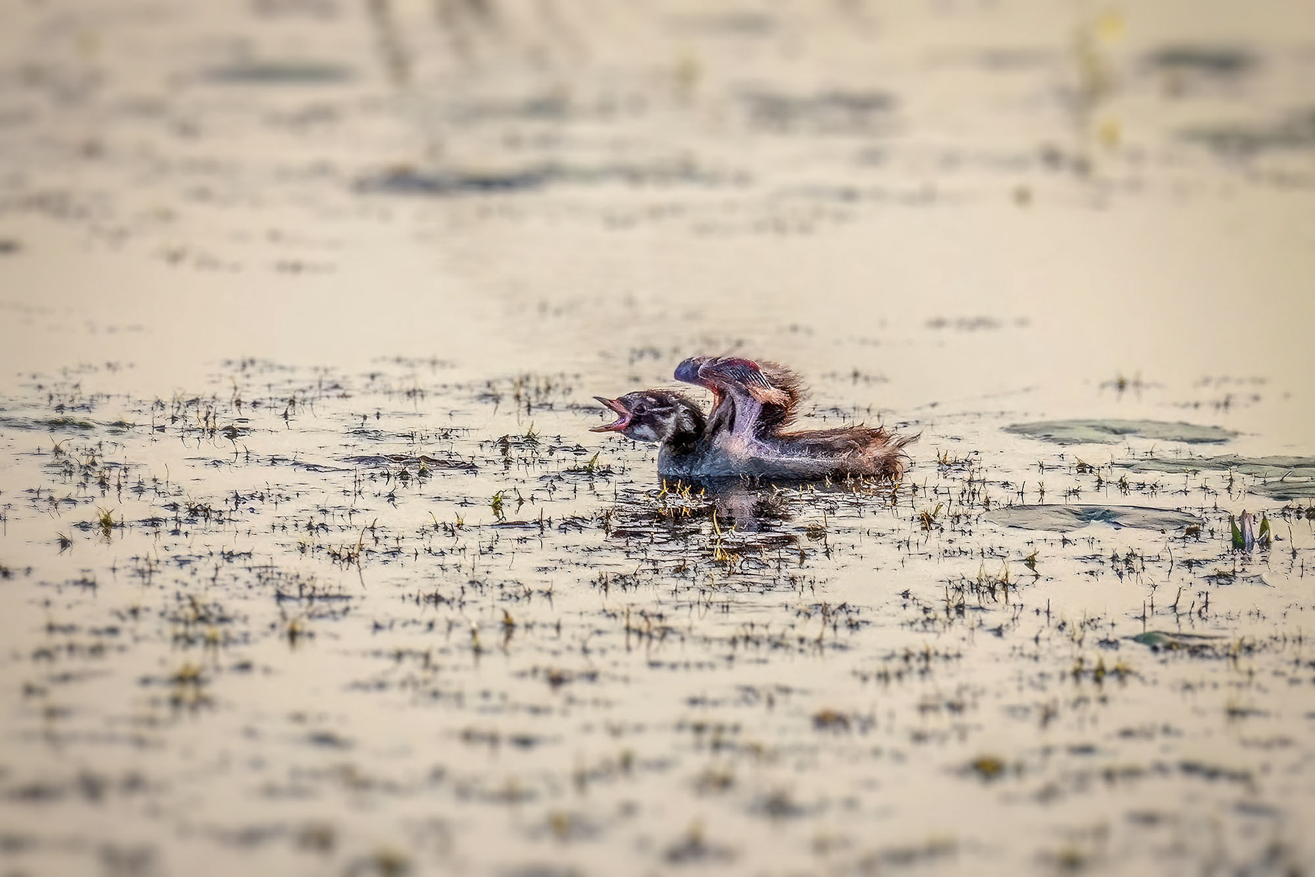 Orientbrachschwalbe (juvenile) /  oriental pratincole