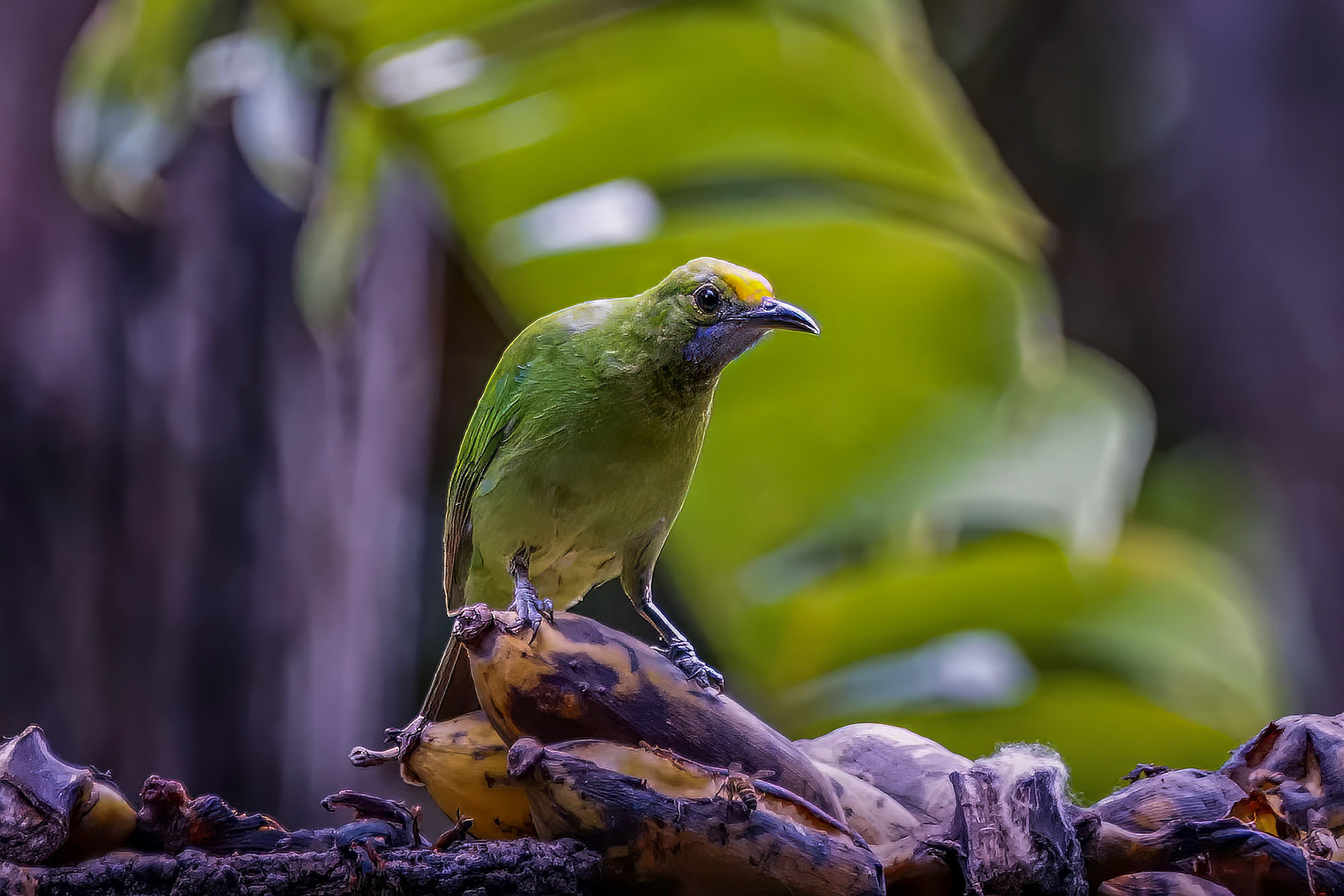 Goldstirn-Blattvogel (juvenile) / golden-fronted leafbird