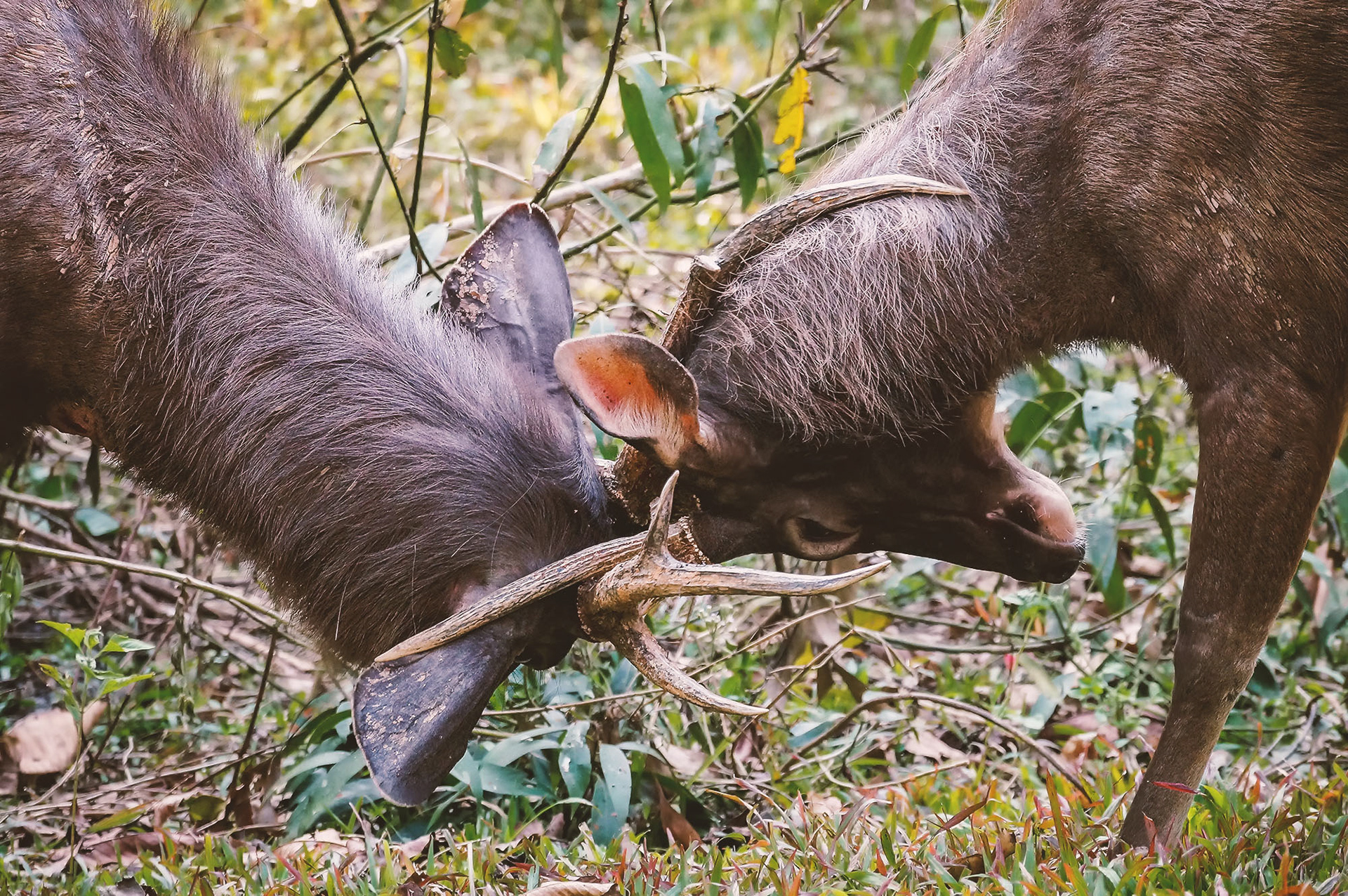 Jungtiere kämpfen und testen ihre Stärke