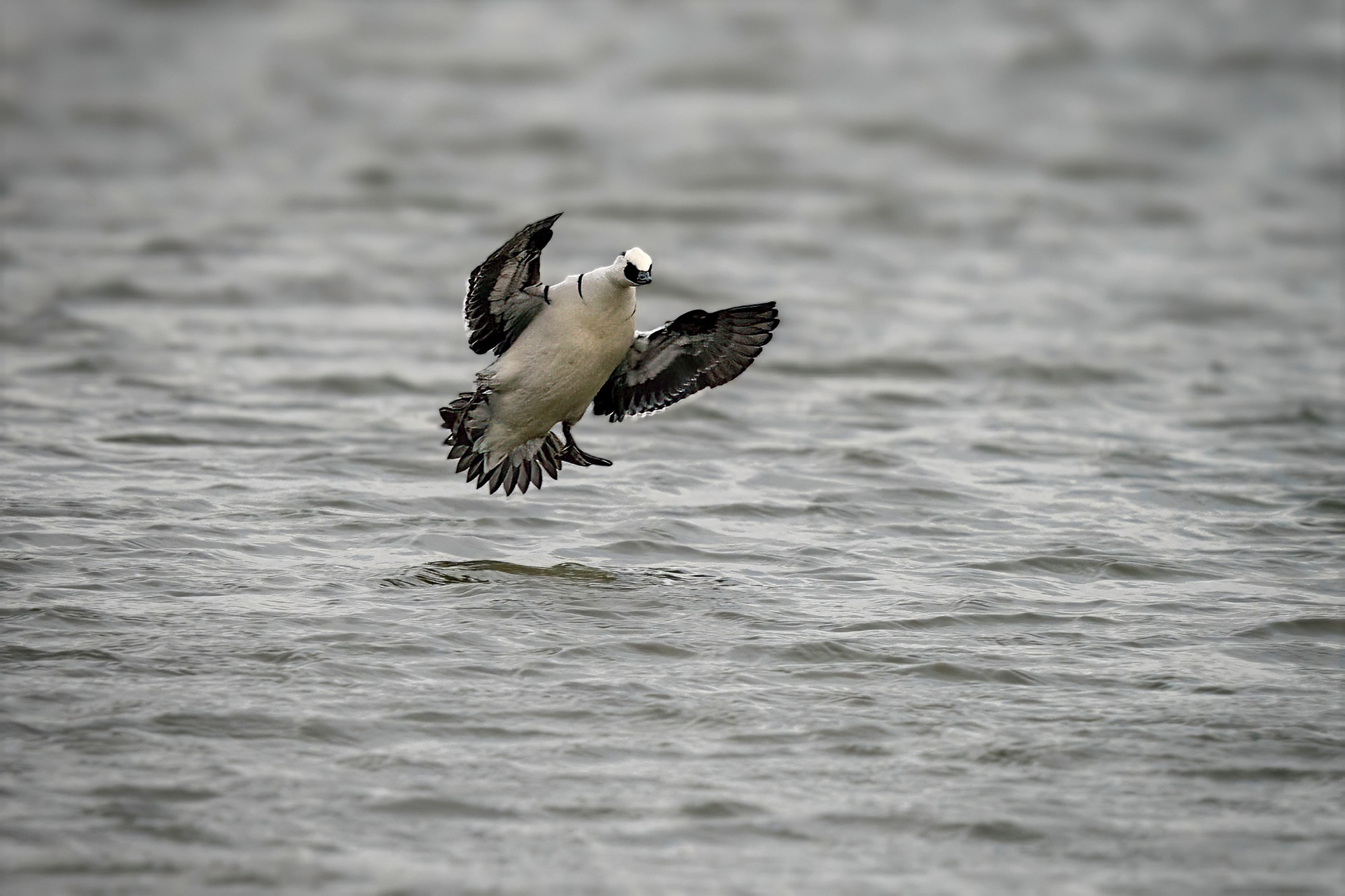 Zwergsäger, male
