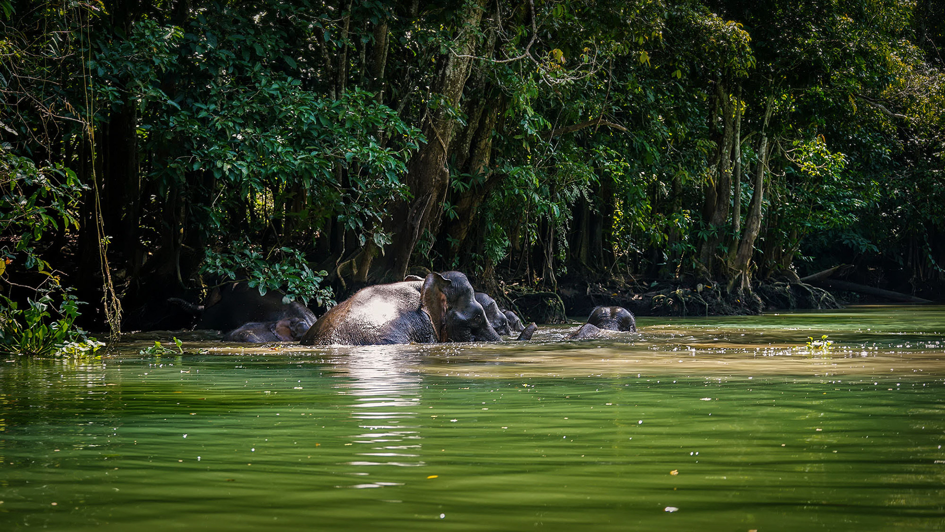 Flussüberquerung am Kinabatangan