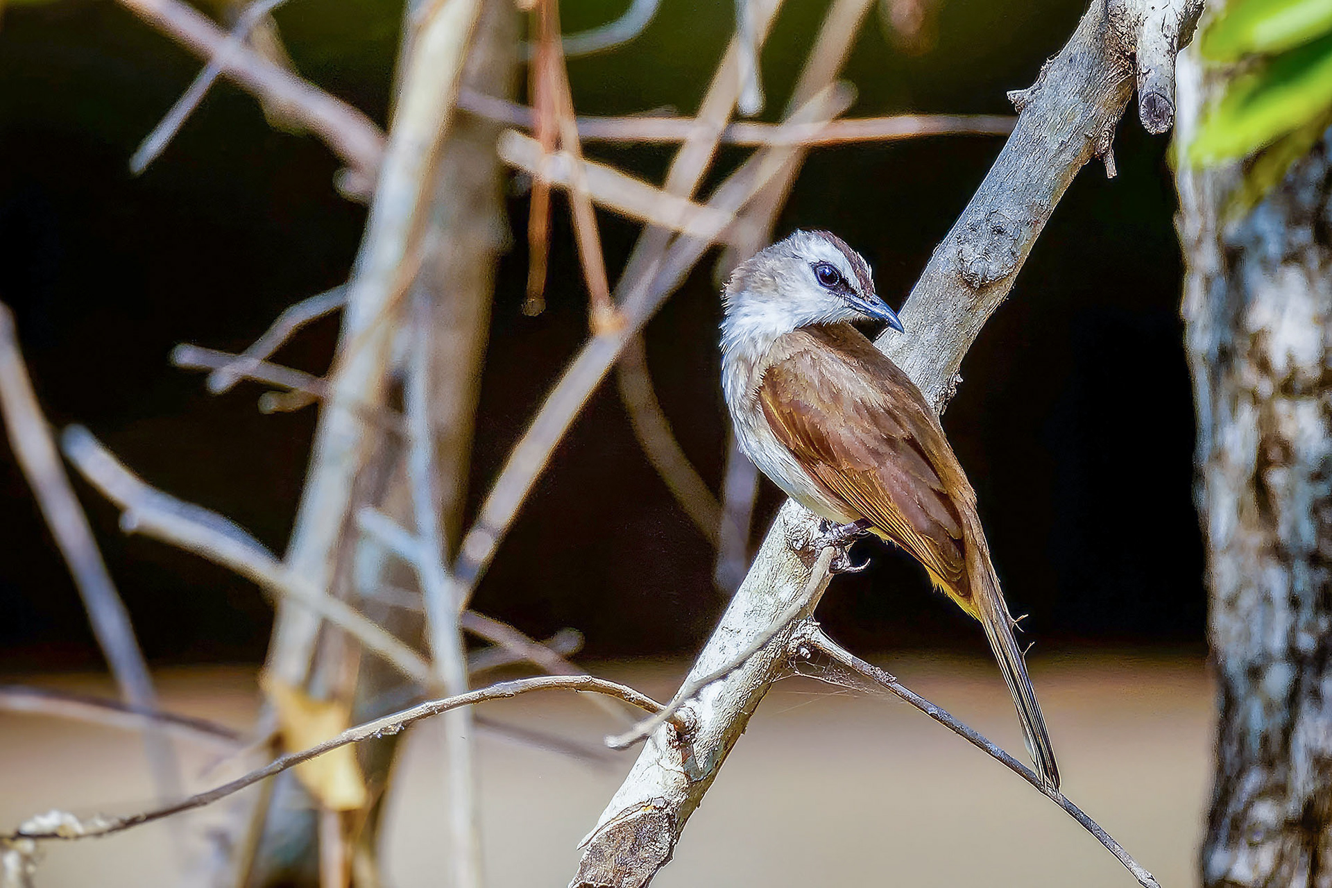 Schwarzzügelbülbül