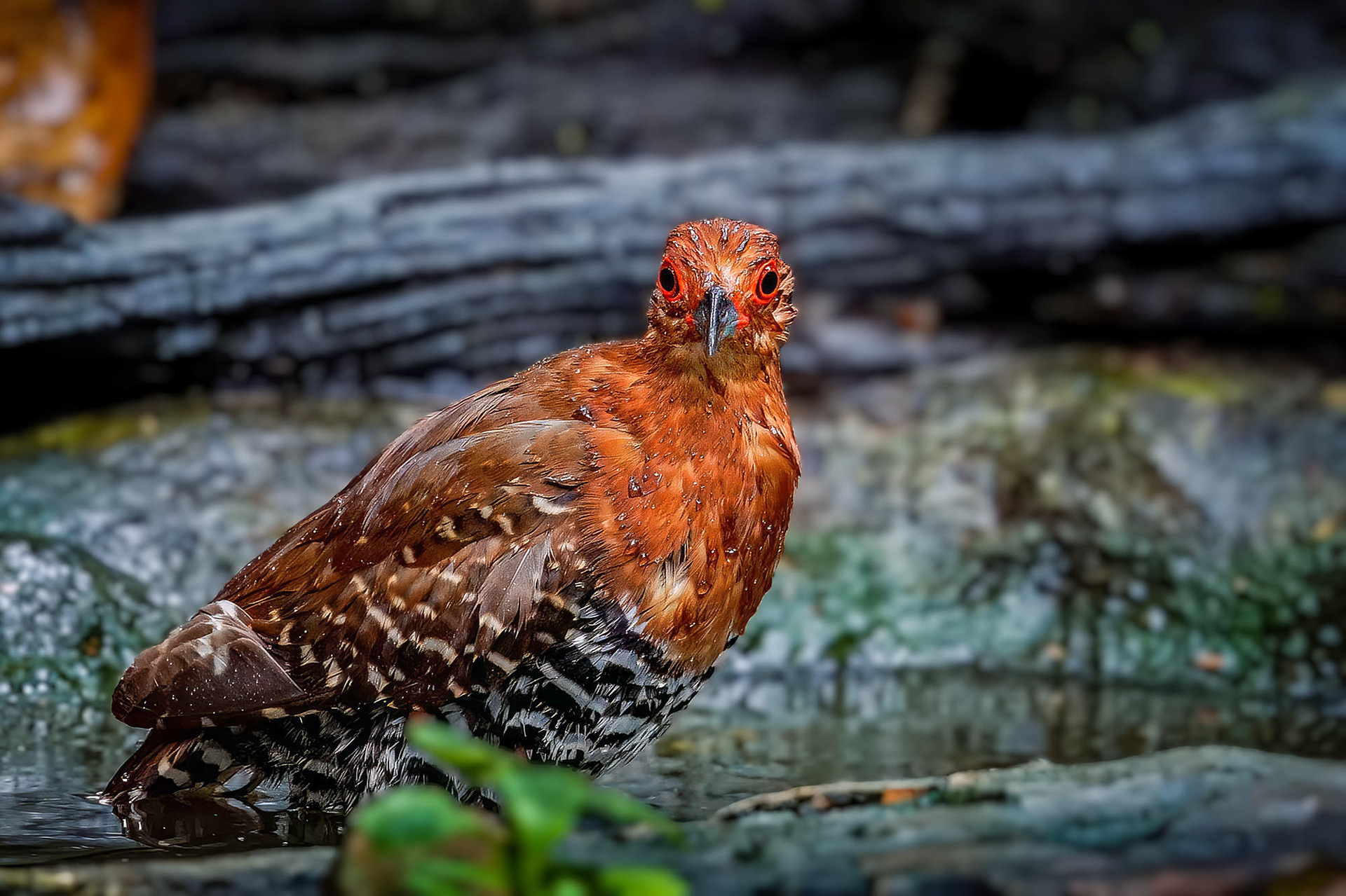 Malaienralle / red-legged crake