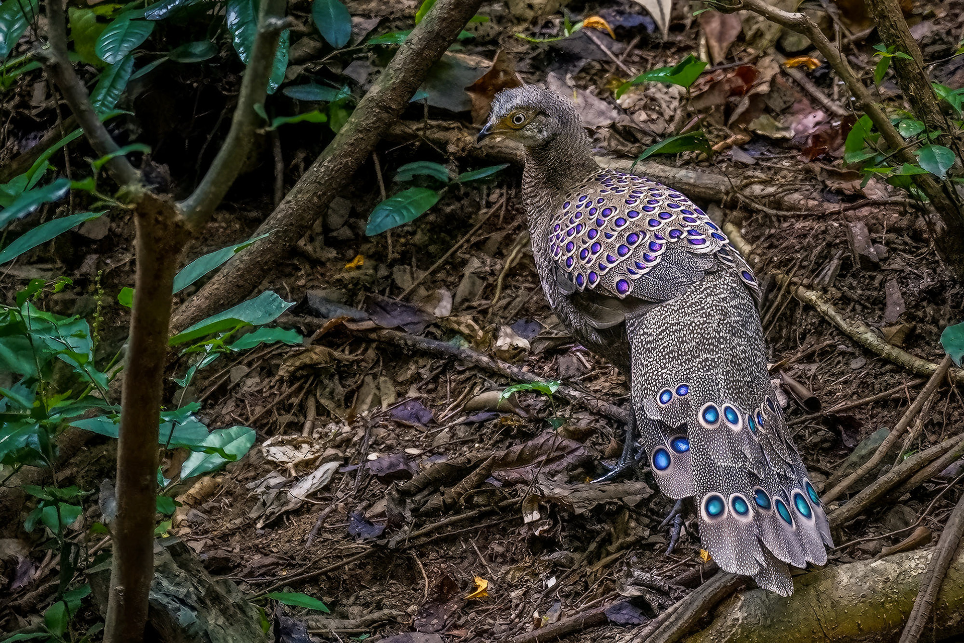 male