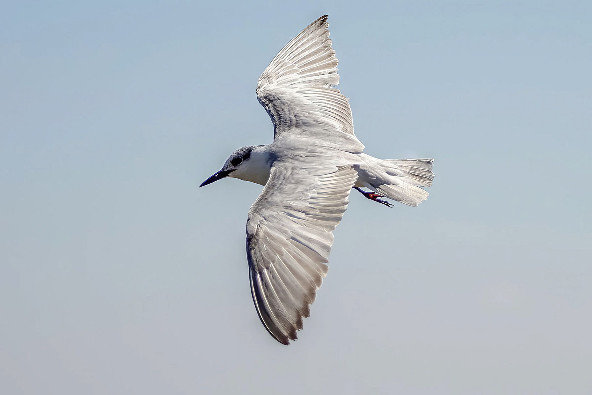 Weißbart-Seeschwalbe / whiskered tern