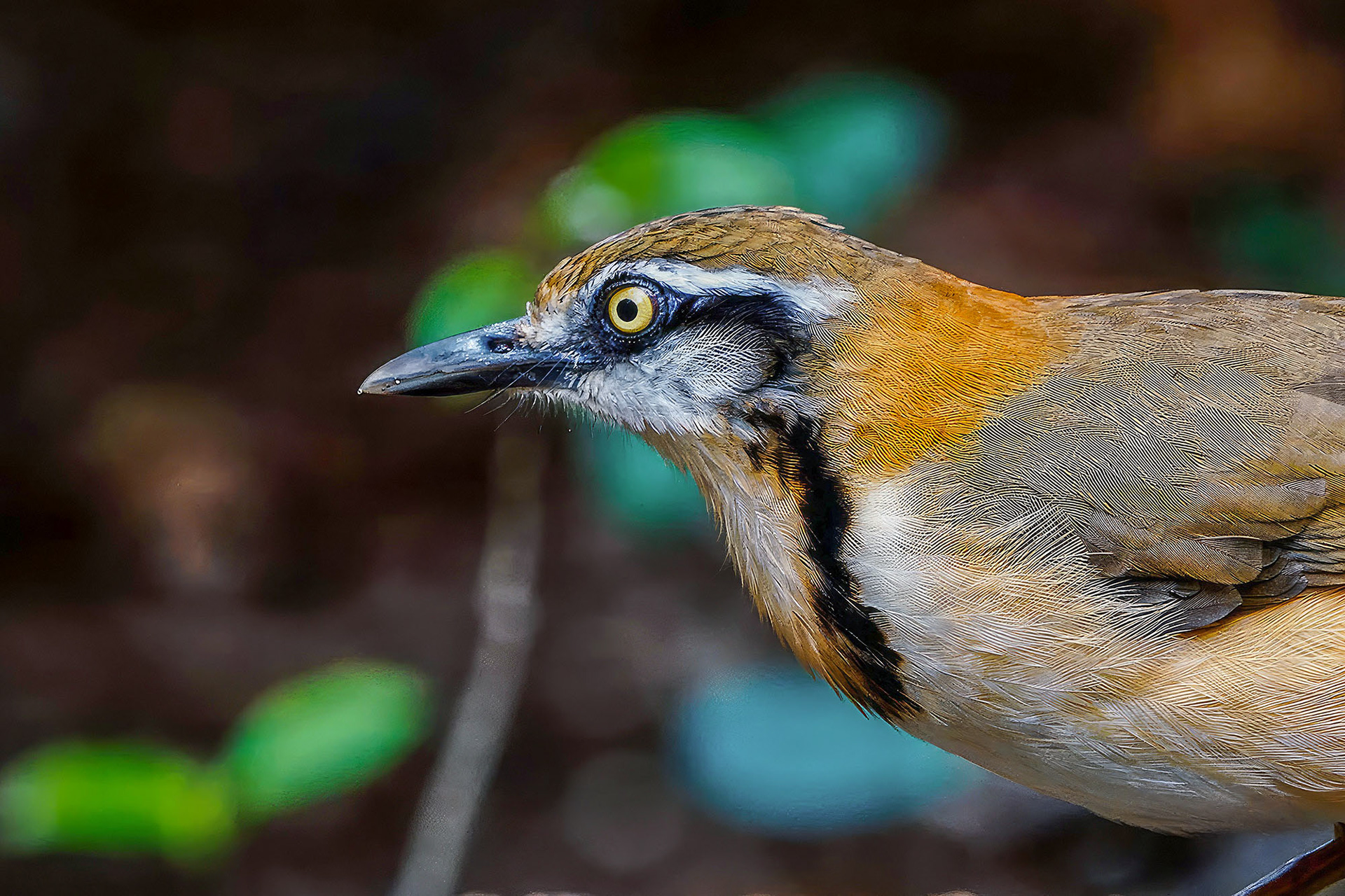 Lätzchenhäherling / Lesser Necklaced Laughingthrush