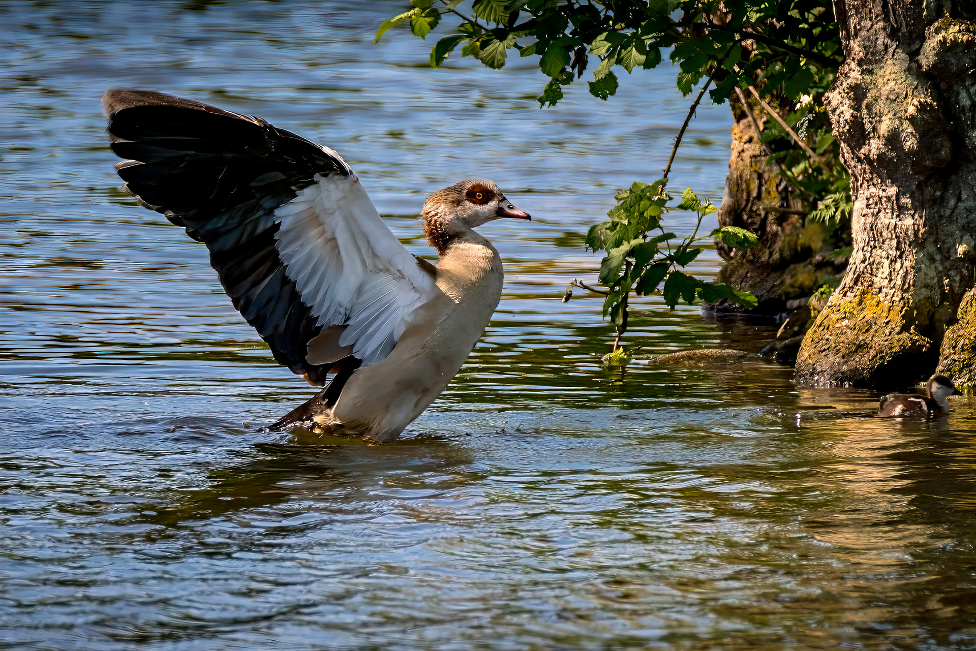 Nilgans