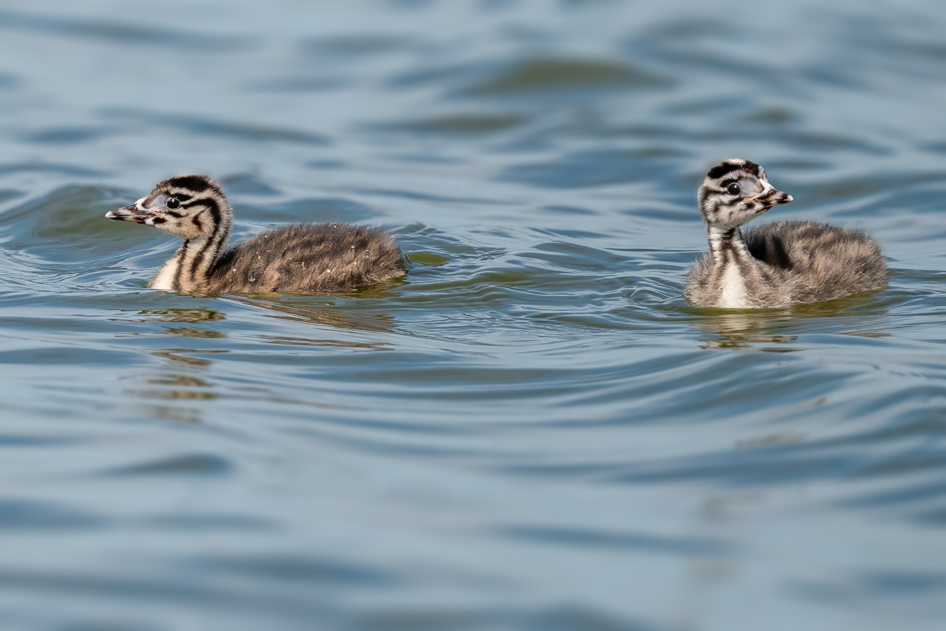 Haubentaucher, juveniles
