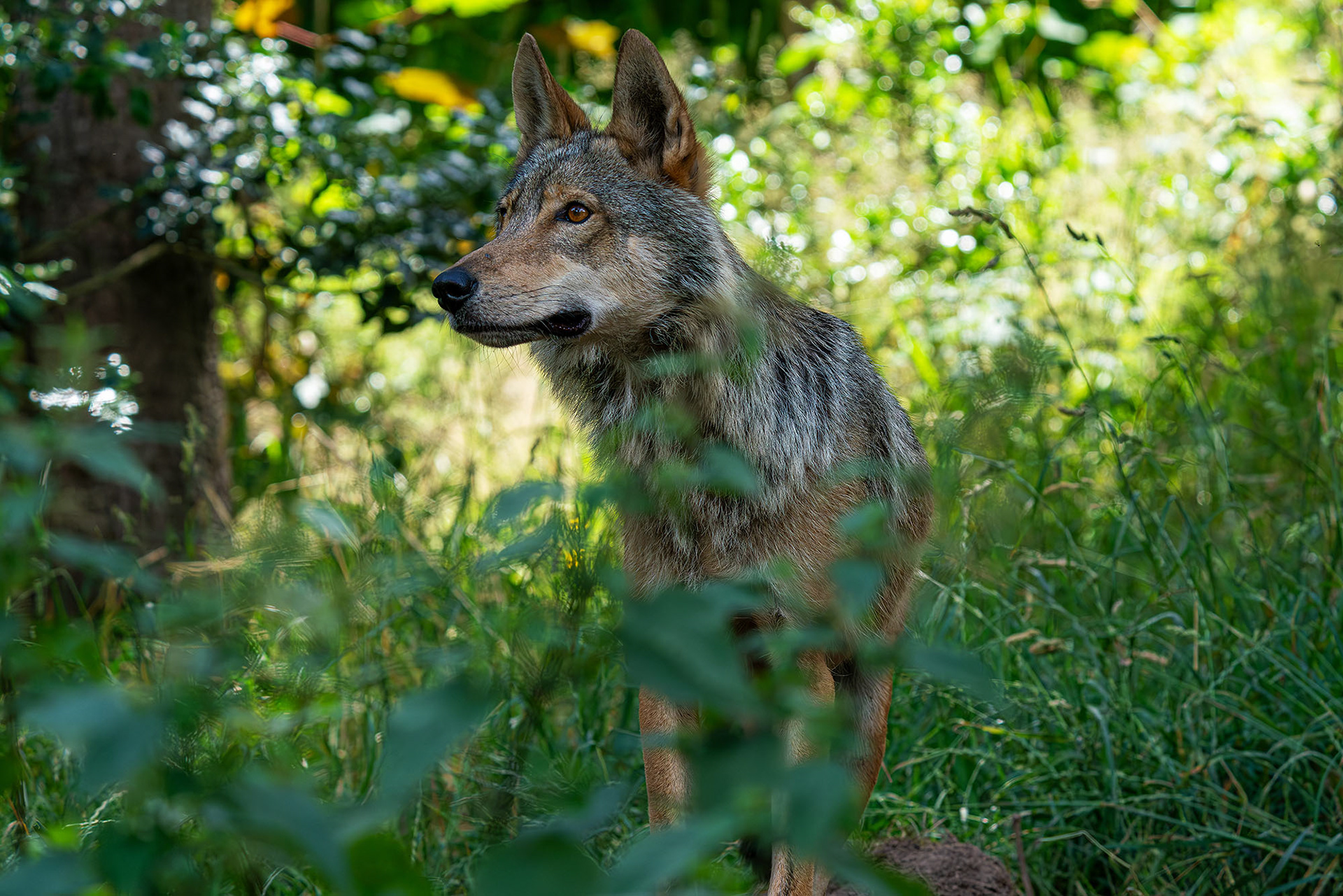 Gaia, eine 6-jährige Wölfin