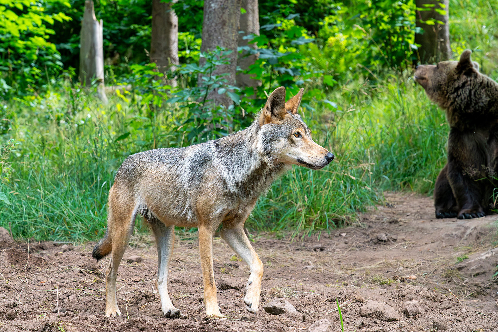 Gaia, die Wölfin und Jurka, die Bärin