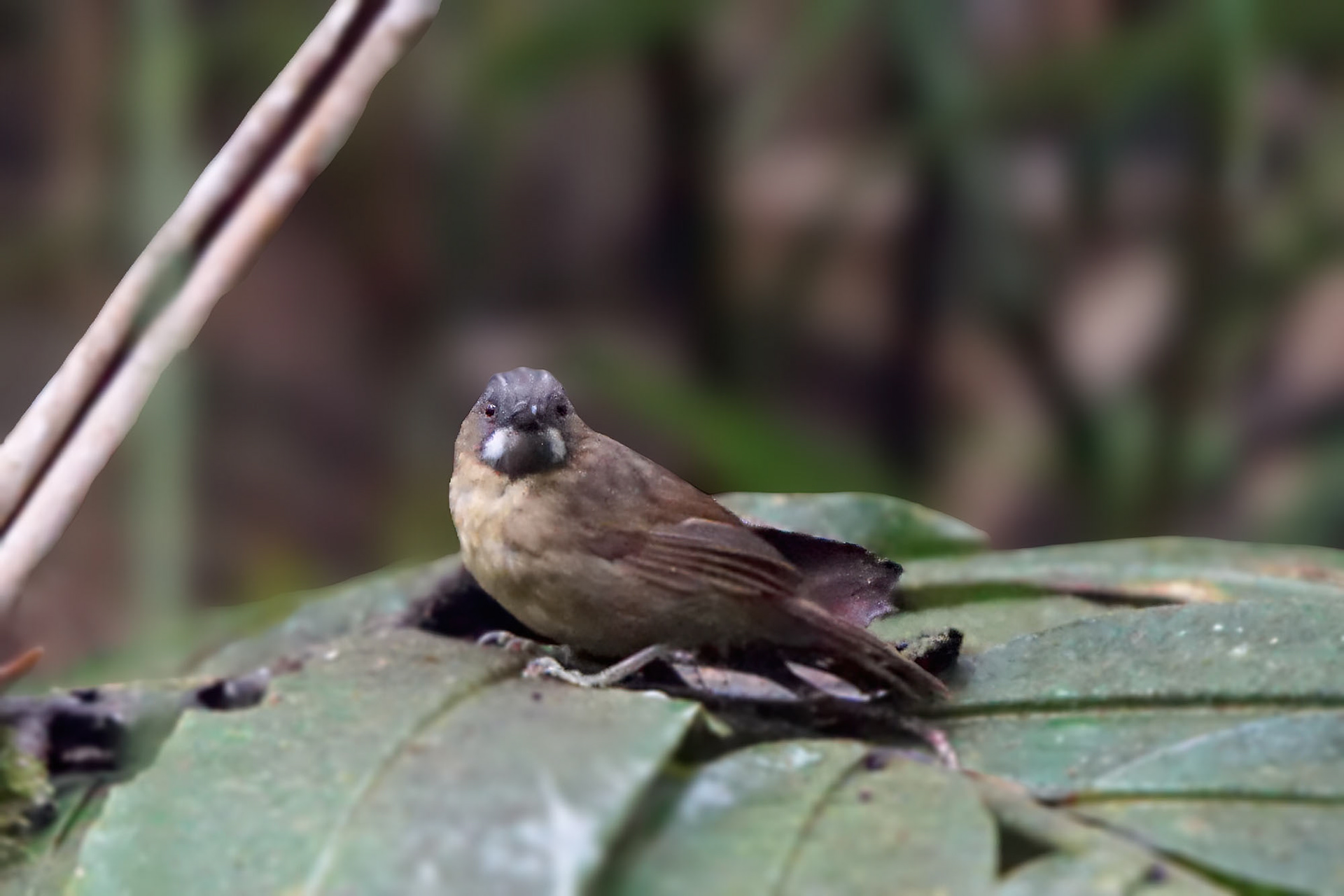 Schwarzbrauen-Buschtimalie / grey-throated babbler