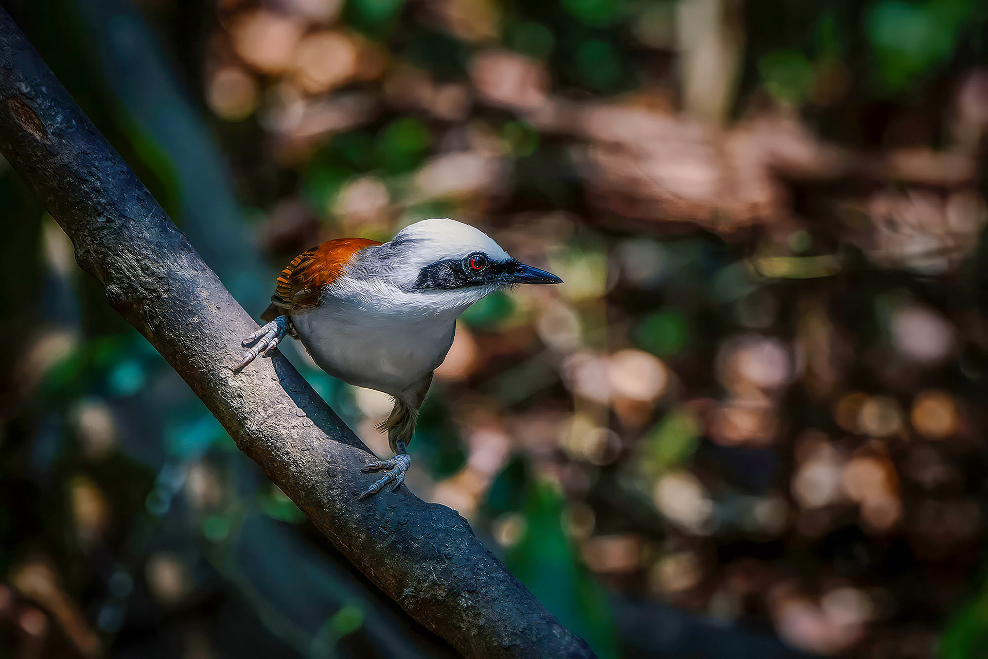 Weißhaubenhäherling / White-crested Laughingthrush