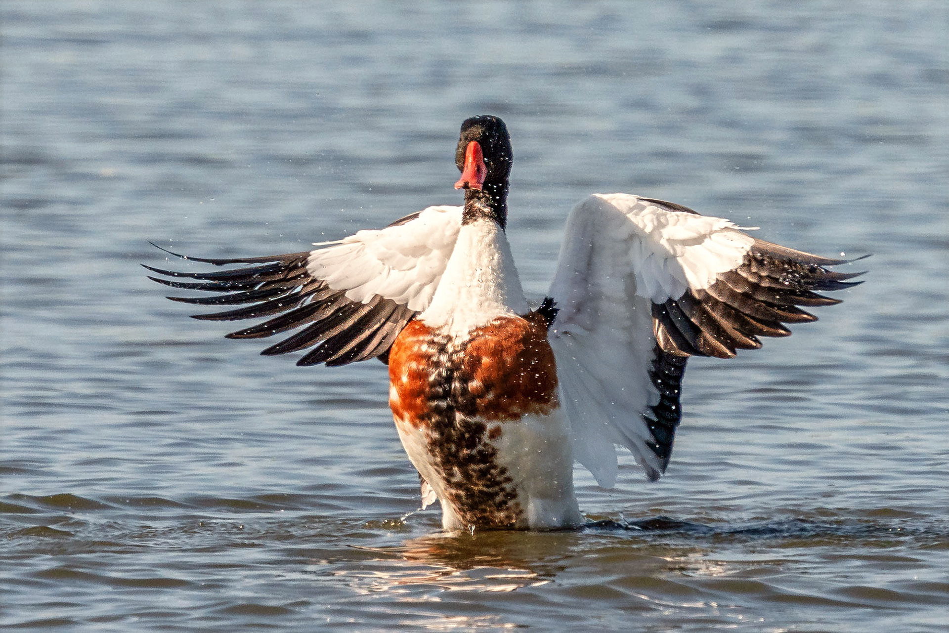 Brandgans, male