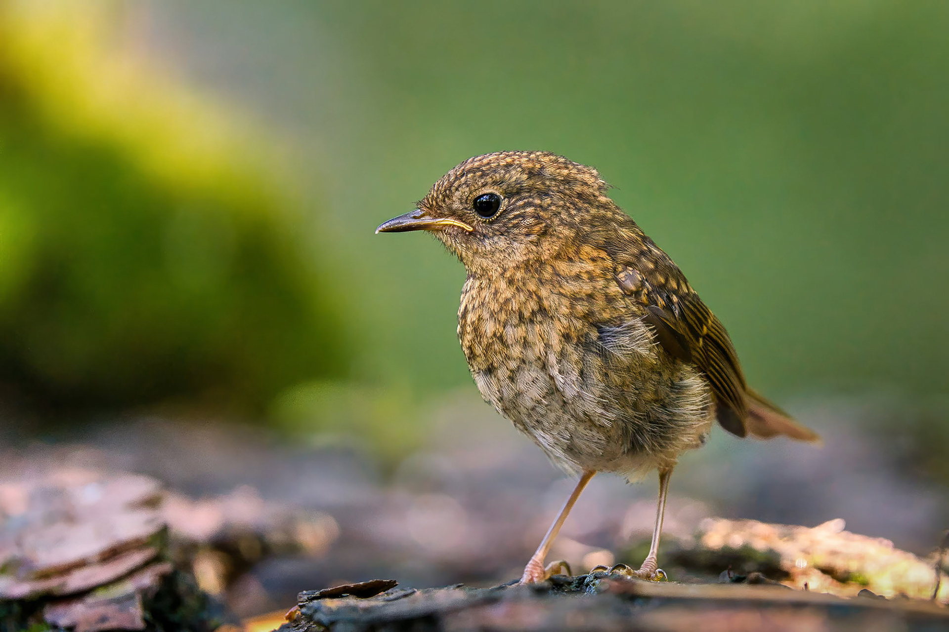 Rotkehlchen (Juv)