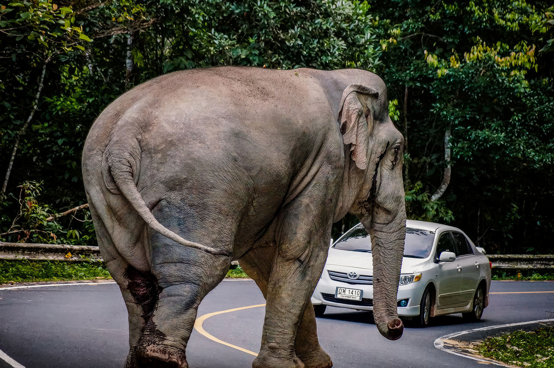 EinRiese überquert die Straße im Khao Yai NP