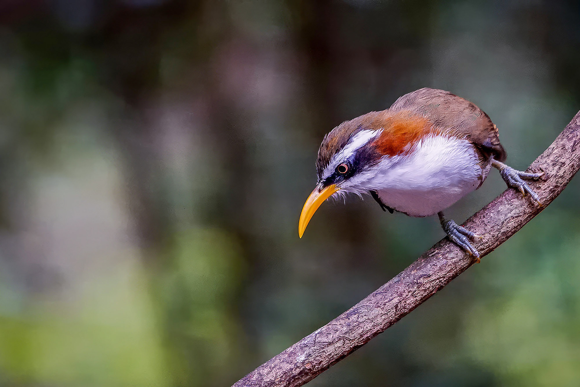 Himalajasäbler / White-browed Scimitar-babbler