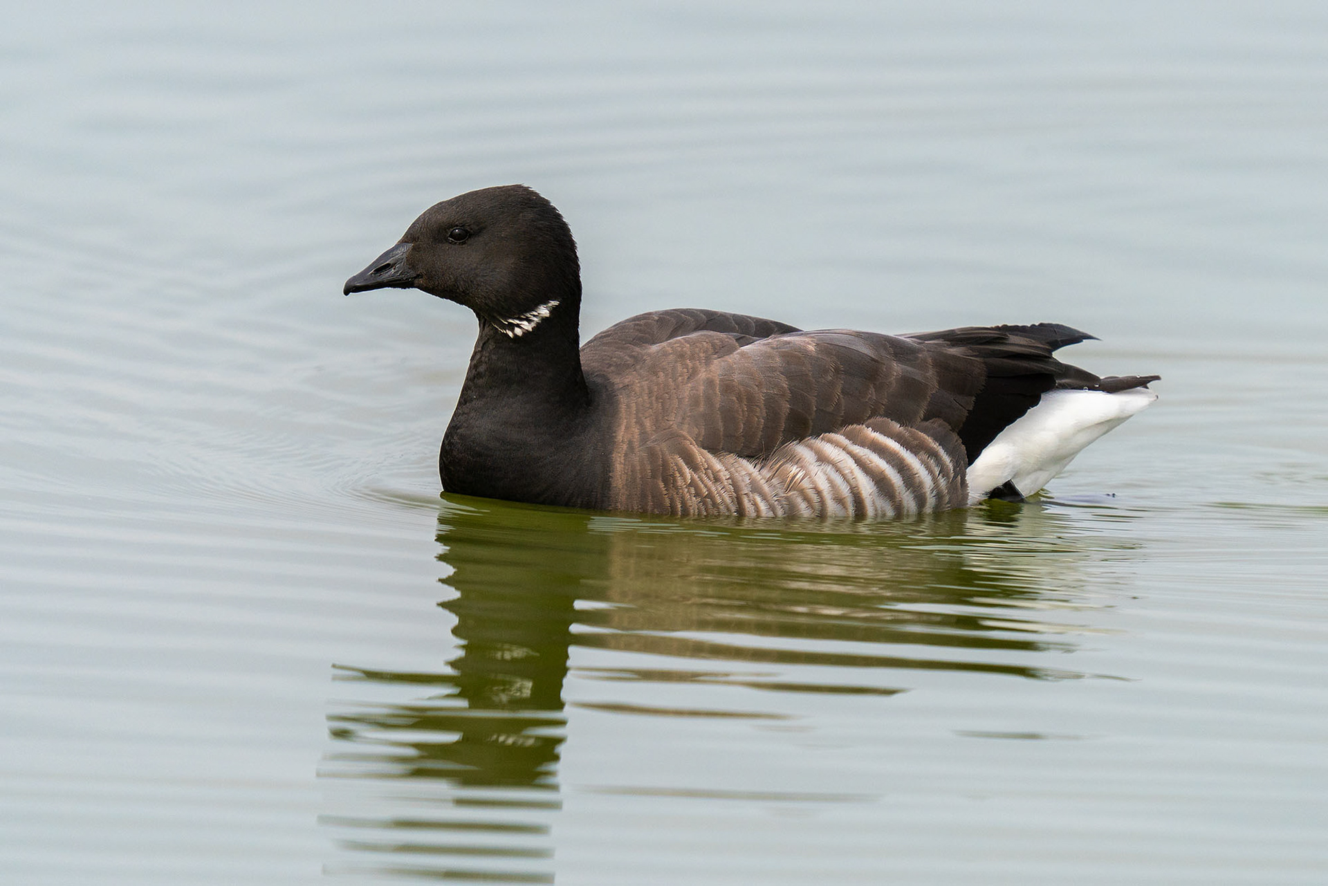 (Dunkelbäuchige) RINGELGANS (Branta bernicla bernicla), die Nominatform.
