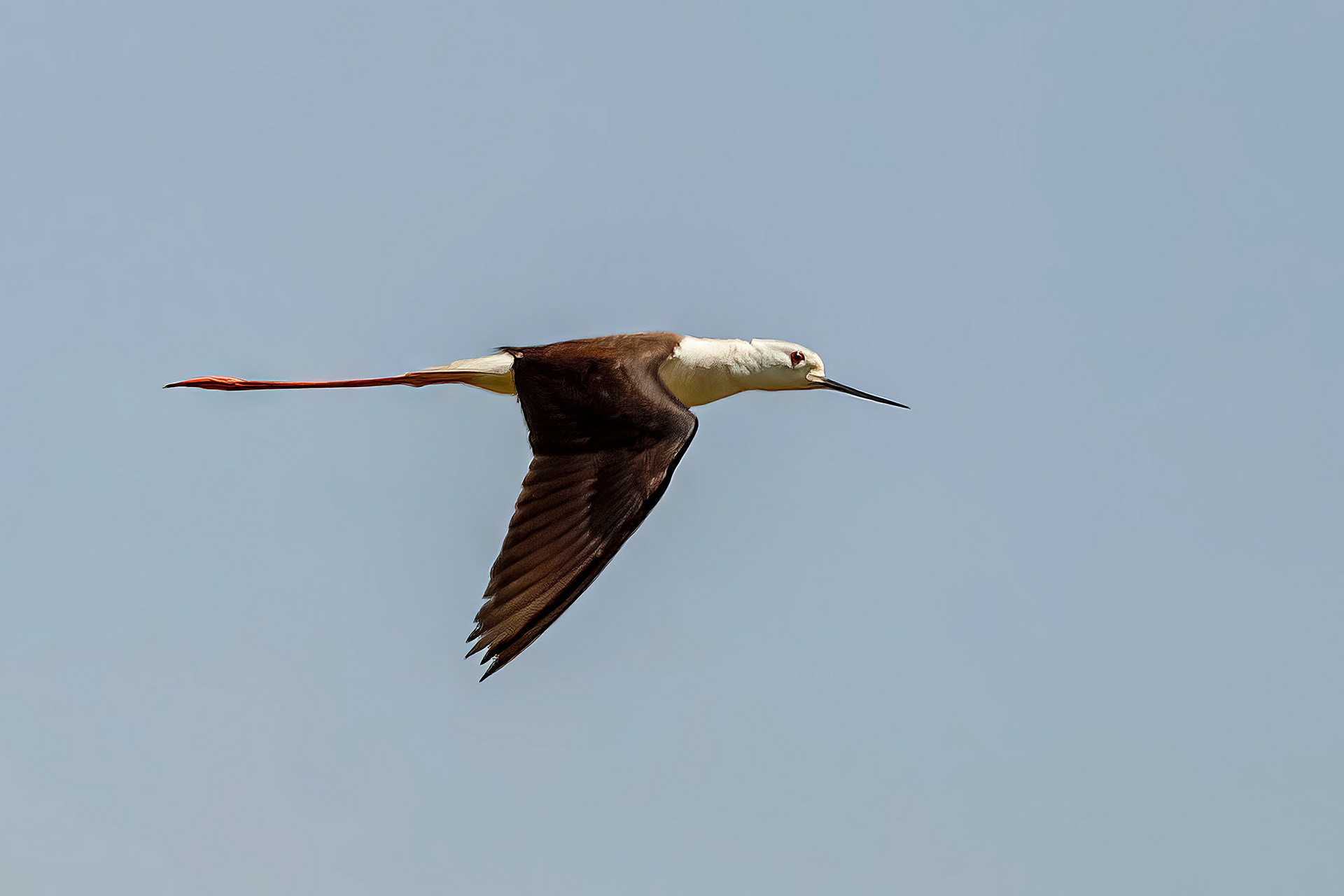 Stelzenläufer / black-winged stilt