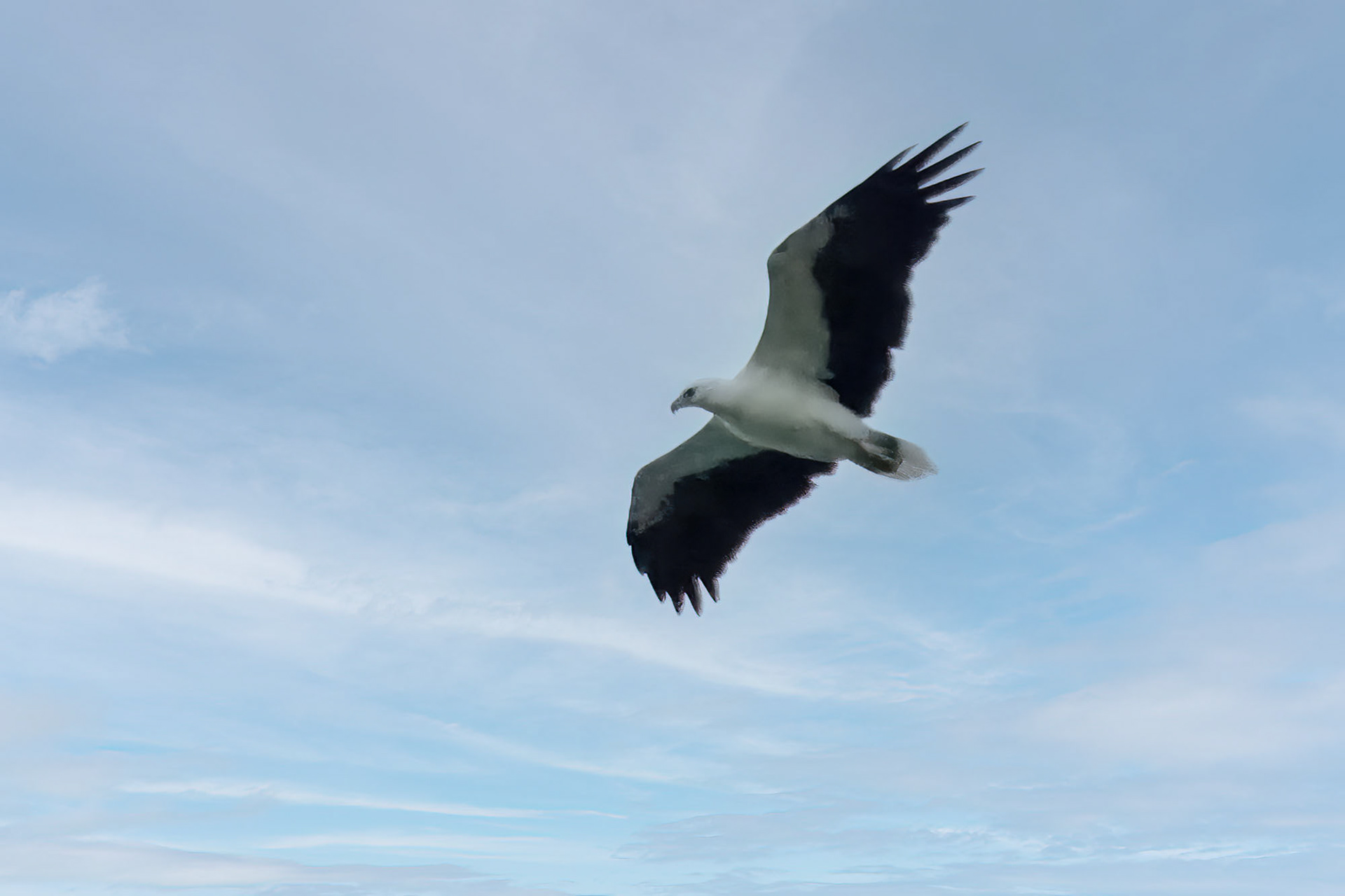 Weißbauchseeadler / White-bellied Sea Eagle