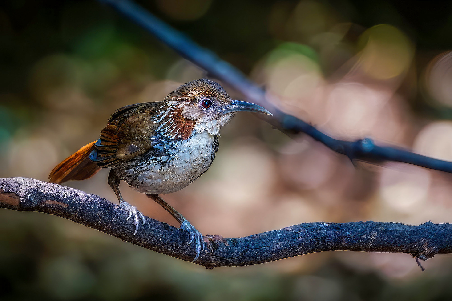Riesensäbler / Large Scimitar-babbler