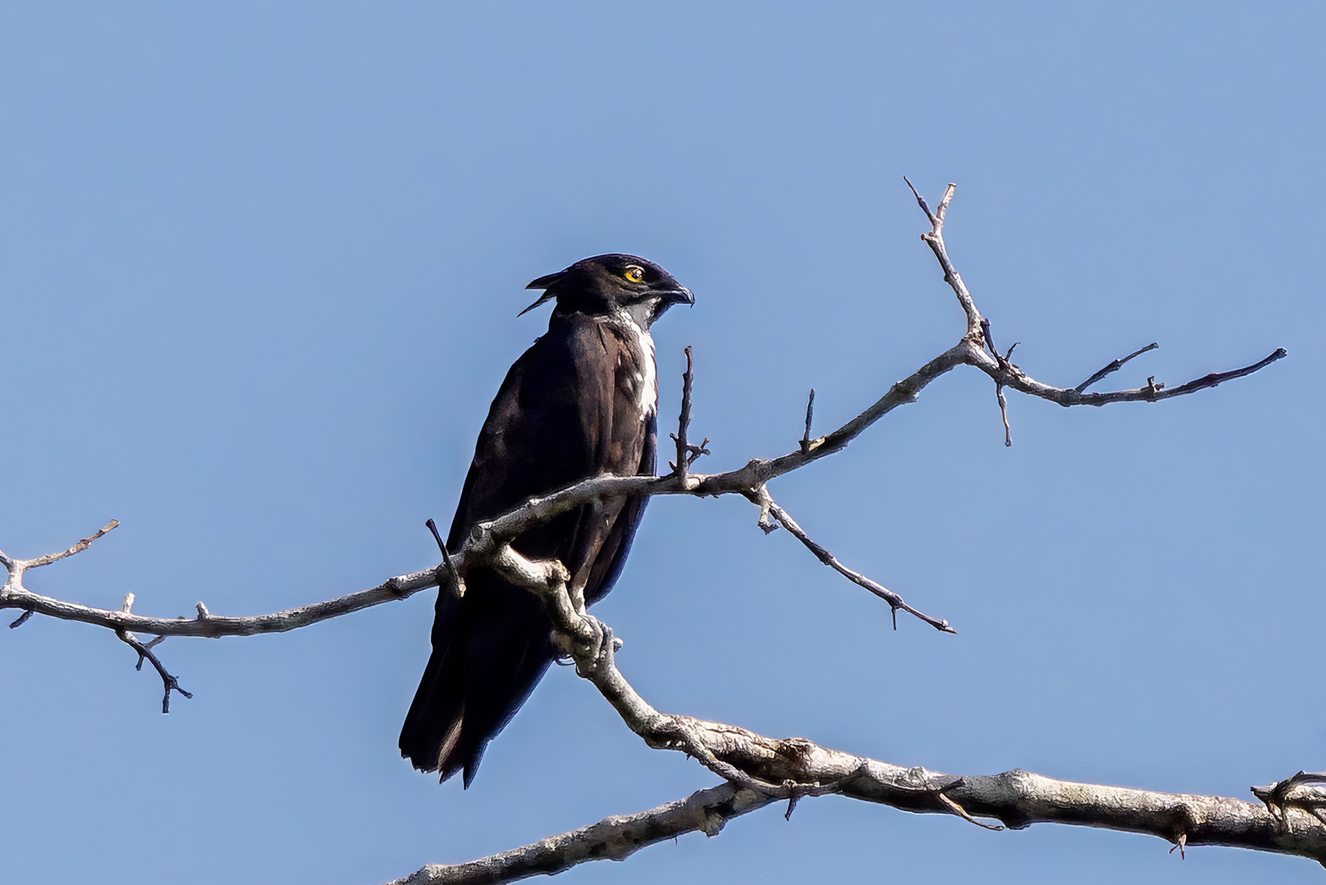 Fledermausaar / Bat Hawk