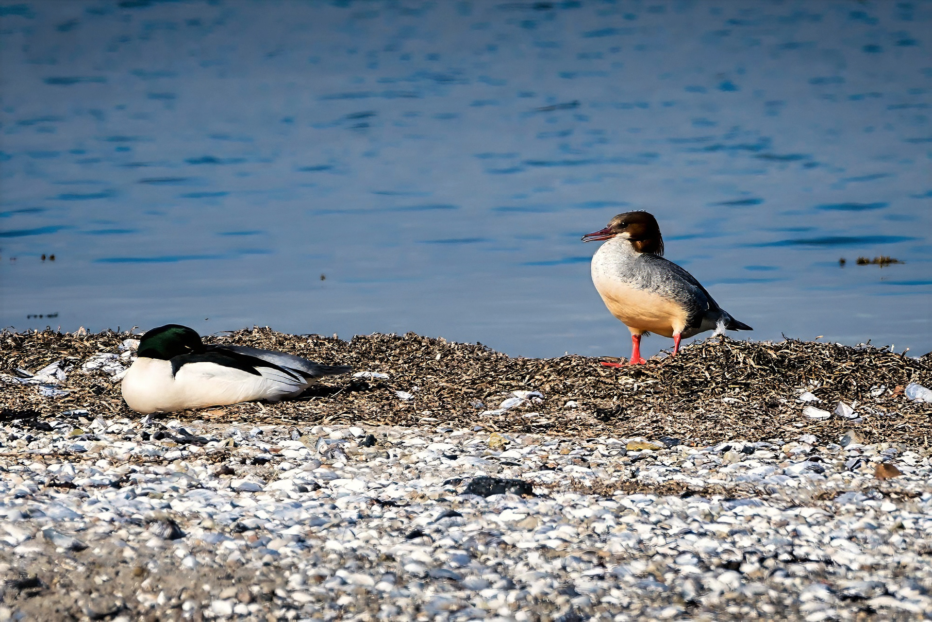 Gänsesäger, male & female